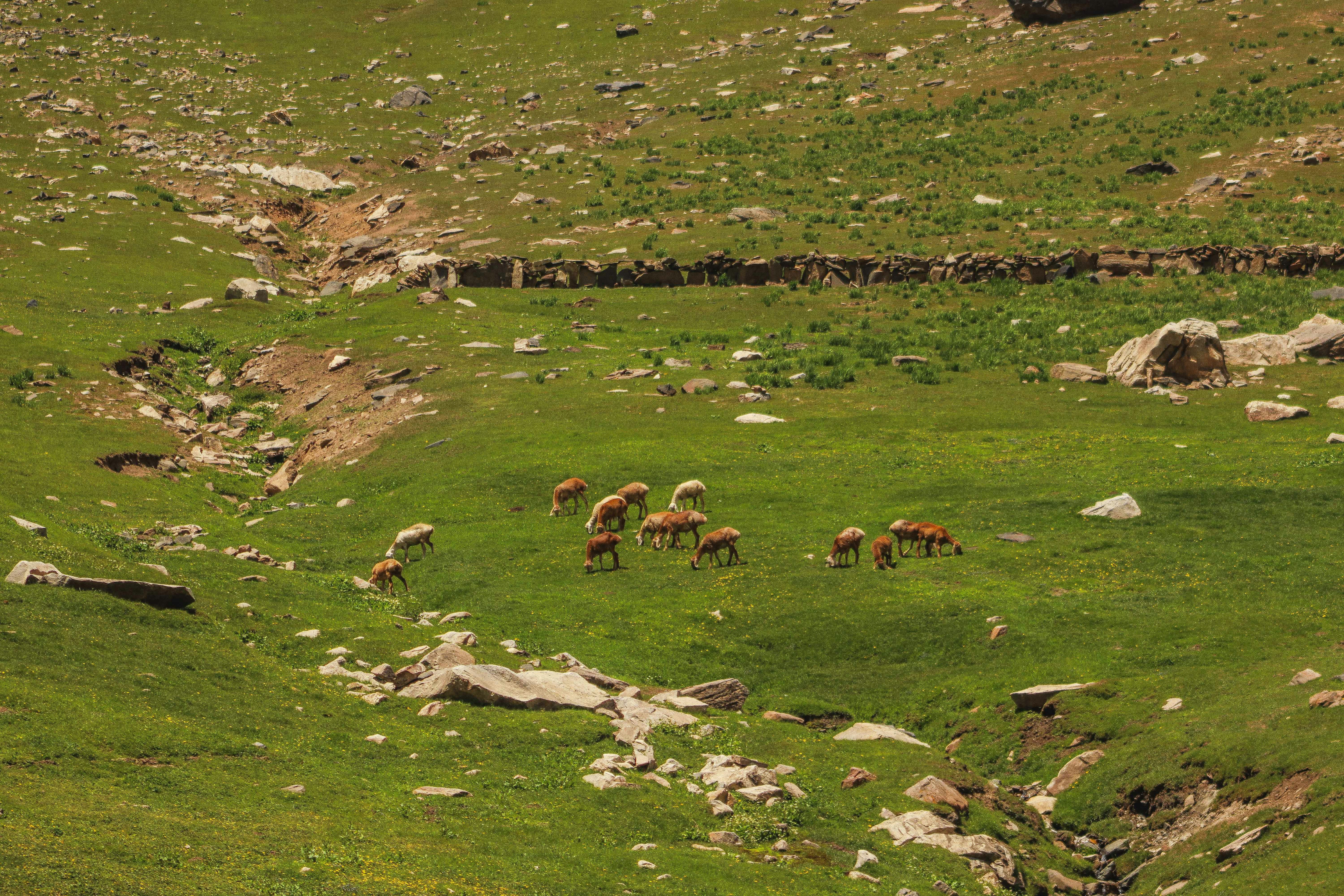 Troupeau de cerfs broutant dans une prairie herbeuse de montagne.