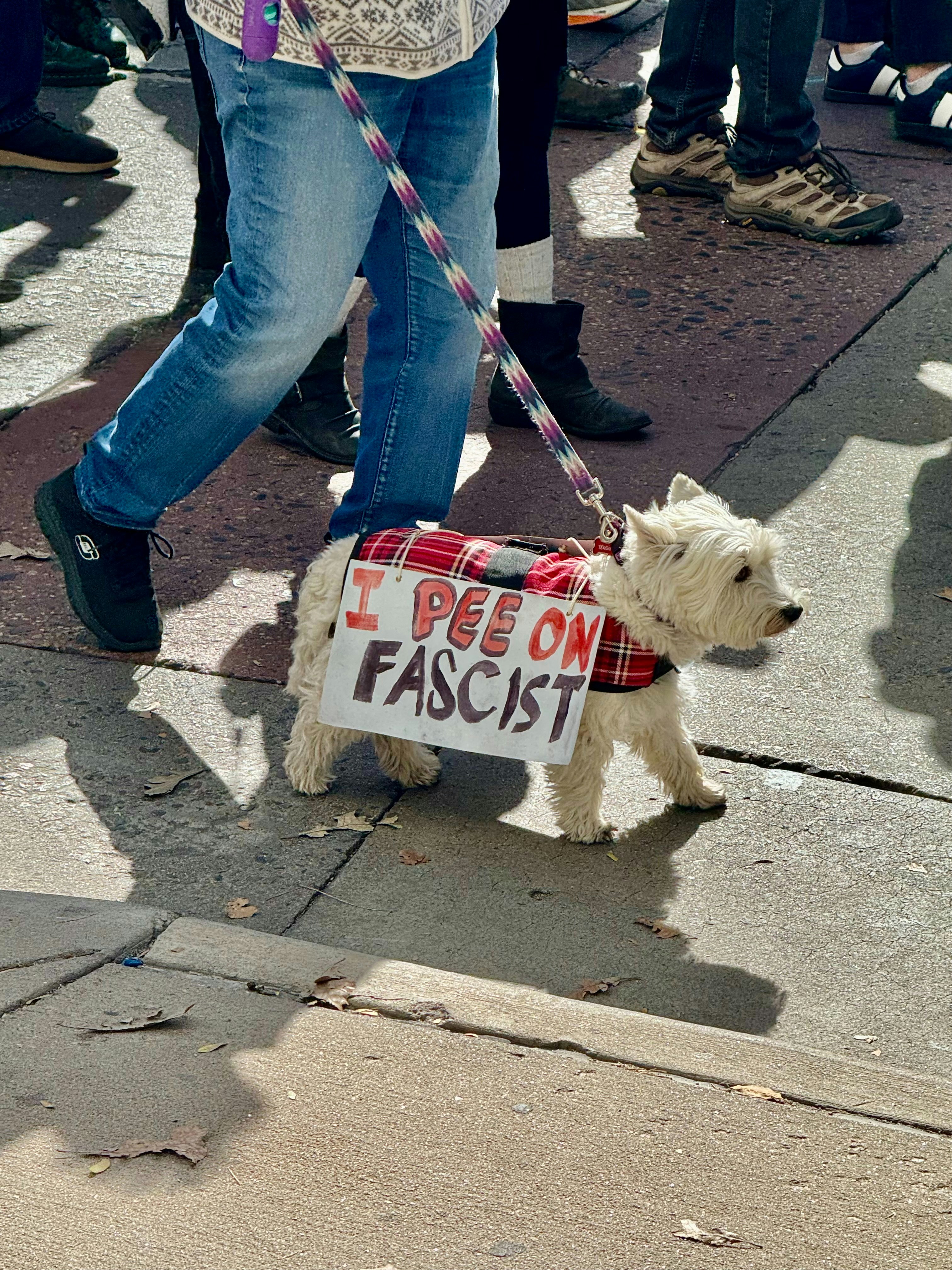 West highland white terrier wearing a sign