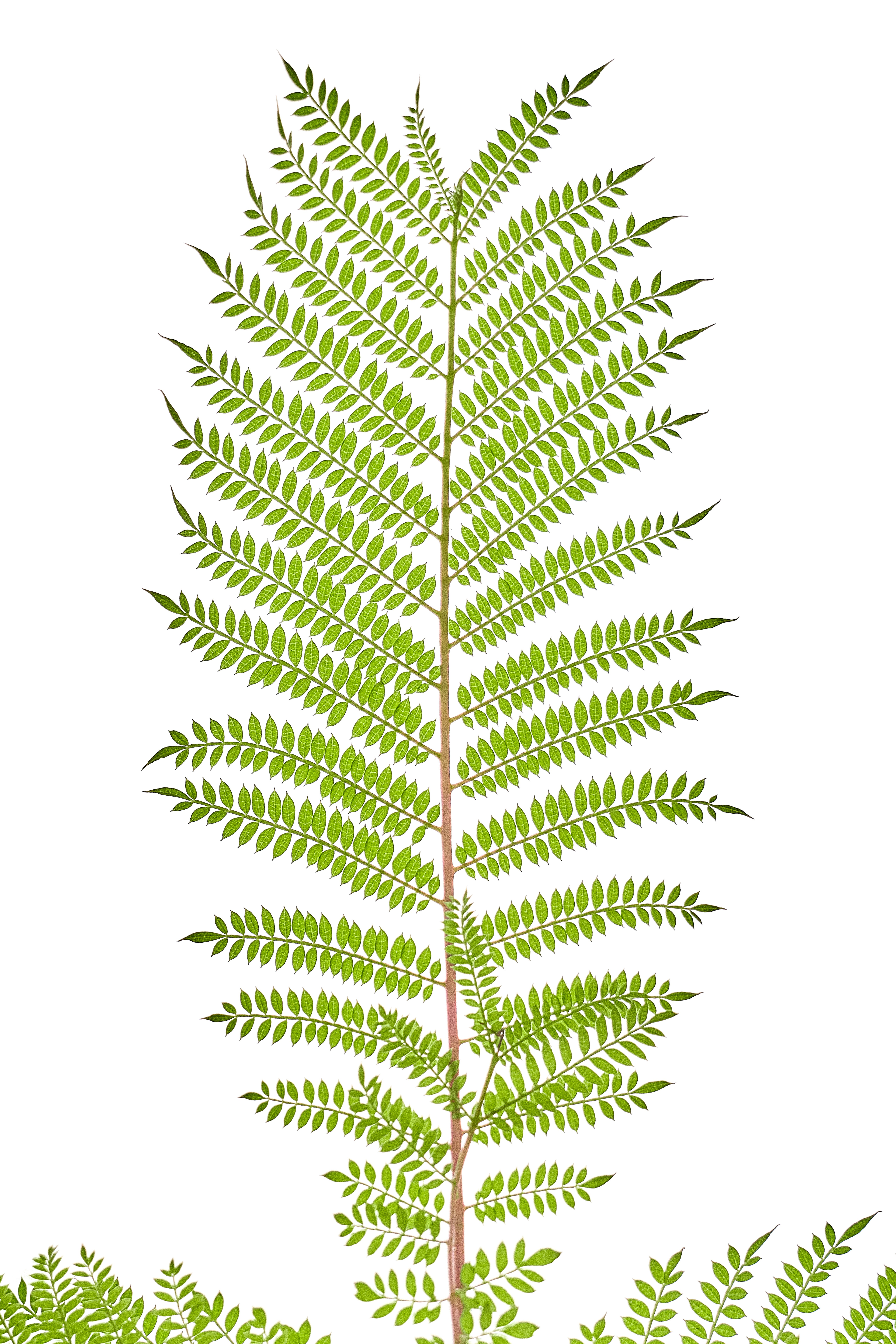 창문에 등반 담쟁이 나무, 고사리 나무와 스톡 일러스트 2660228977 | Shutterstock, image size:3000x4500