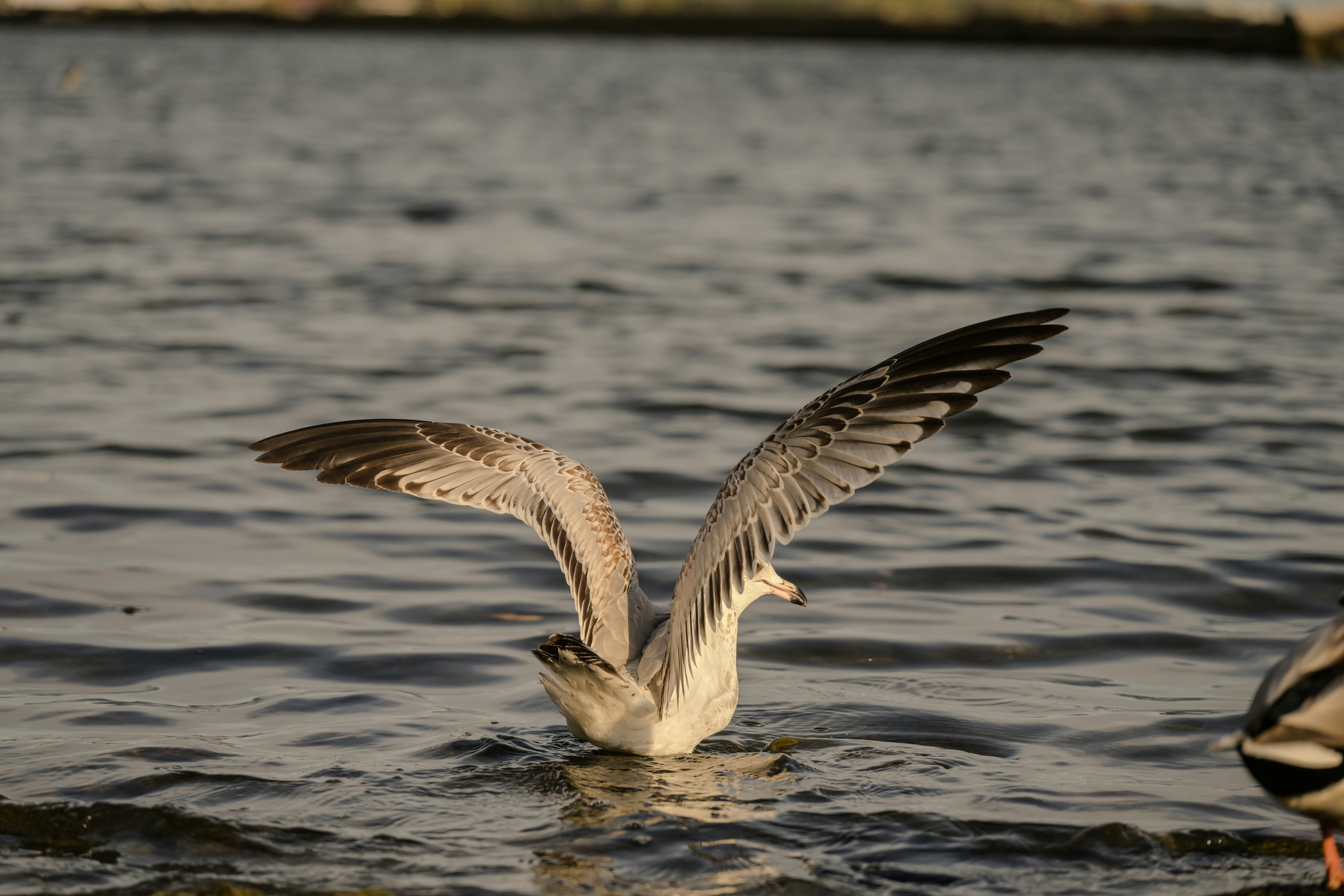 Photo by justynazielinska654