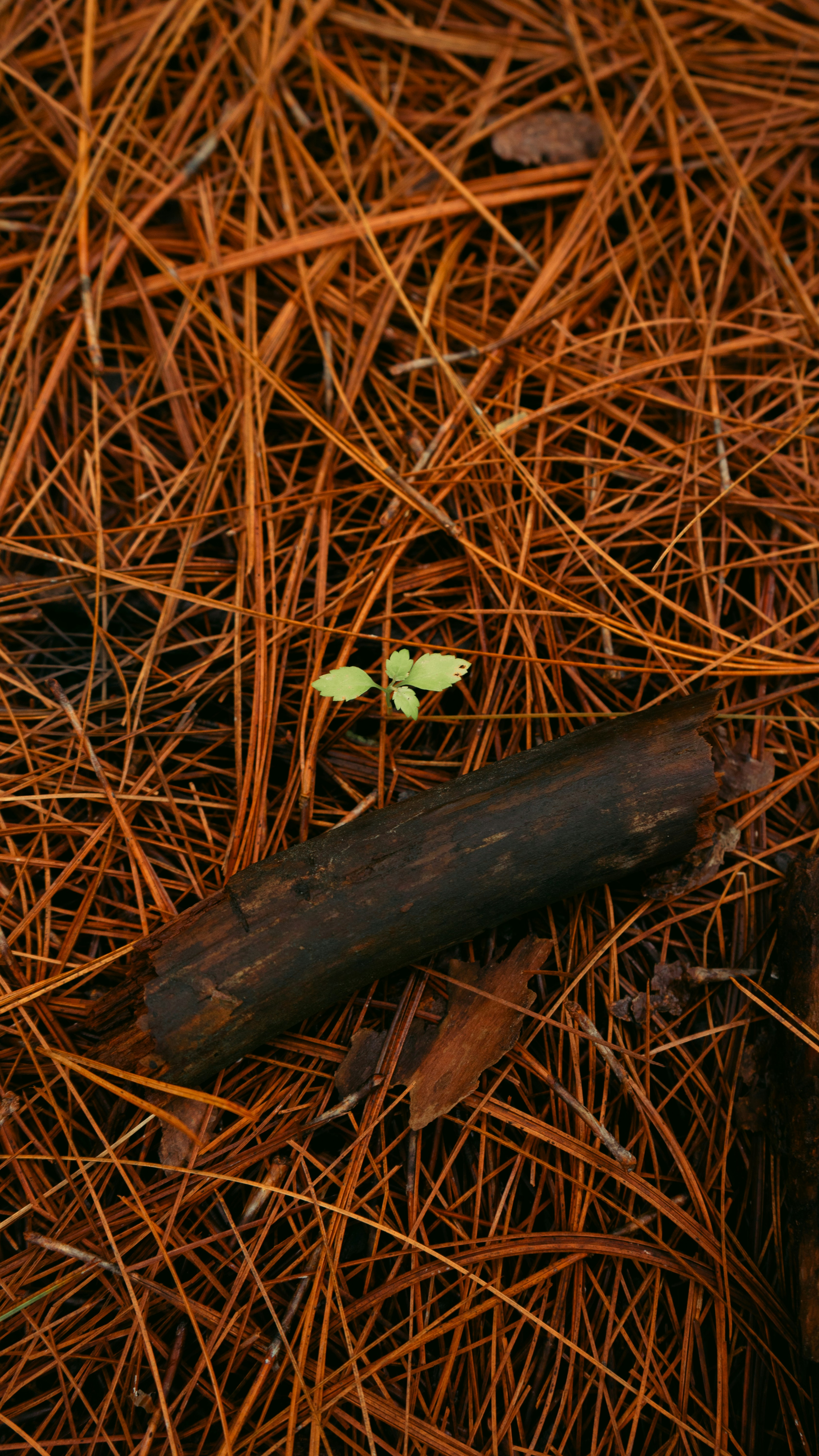 A small sprout grows on a bed of pine needles.