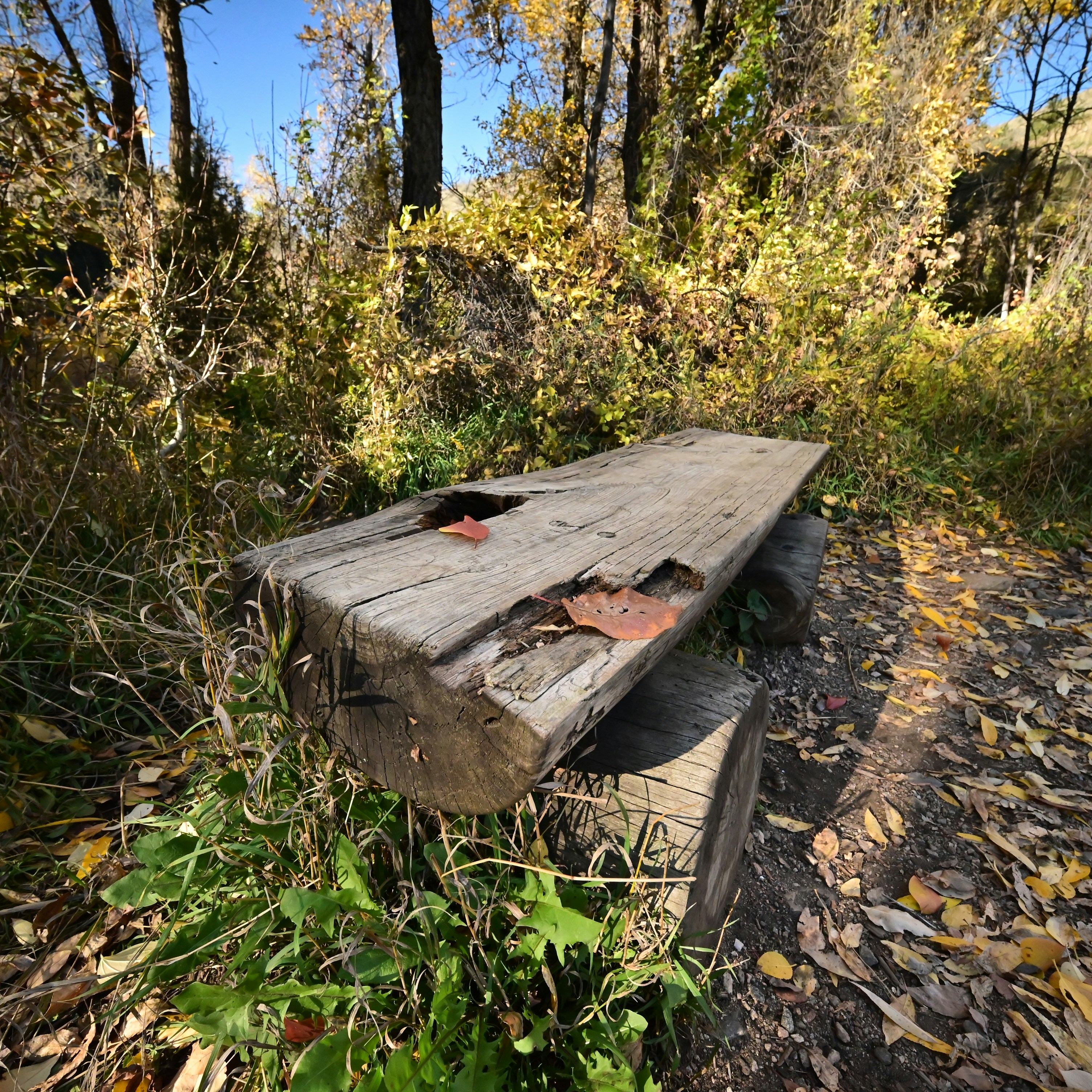 Banco de madeira em um caminho de floresta de outono ensolarado.
