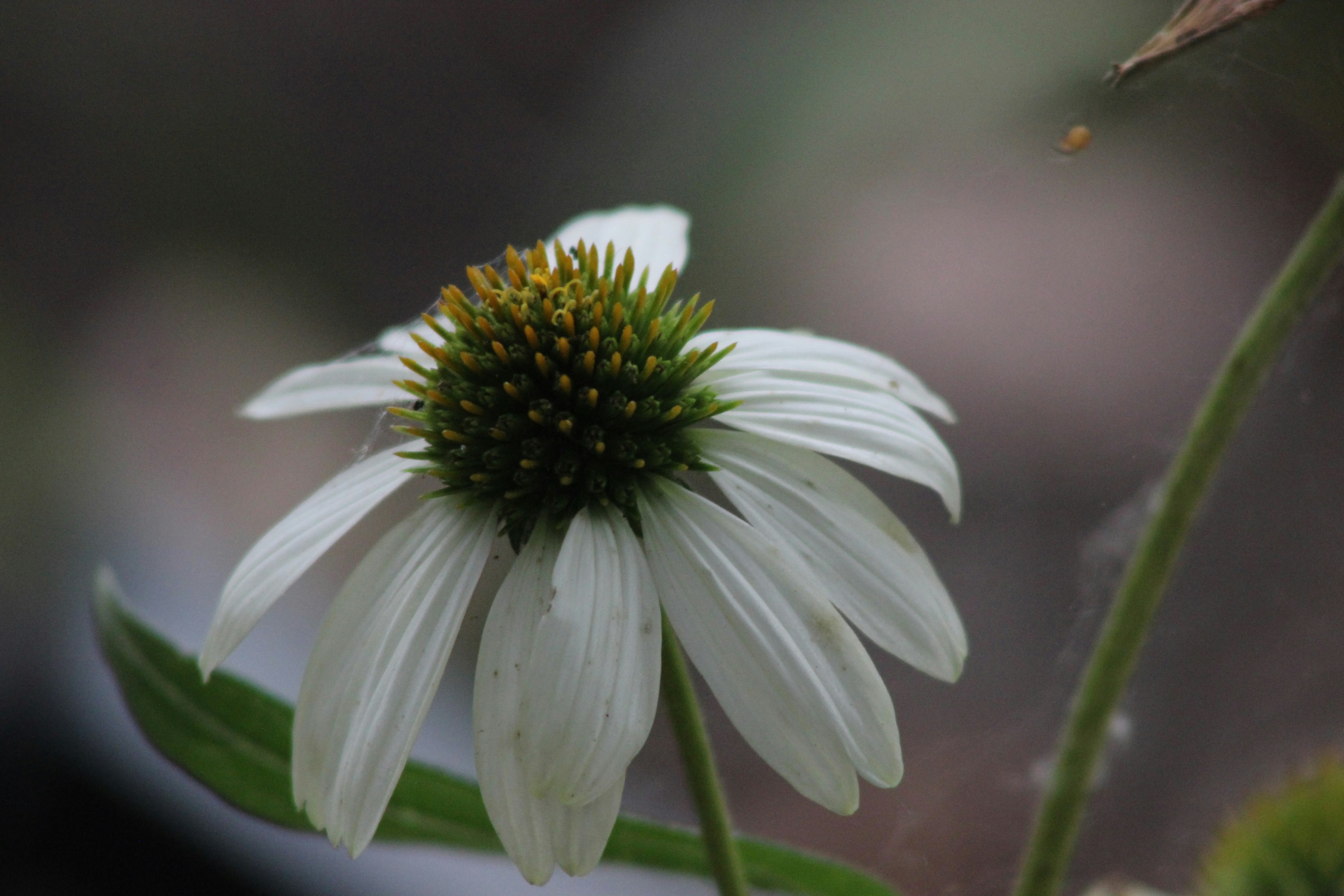 Ein weißer Sonnenhut mit grüner Mitte.