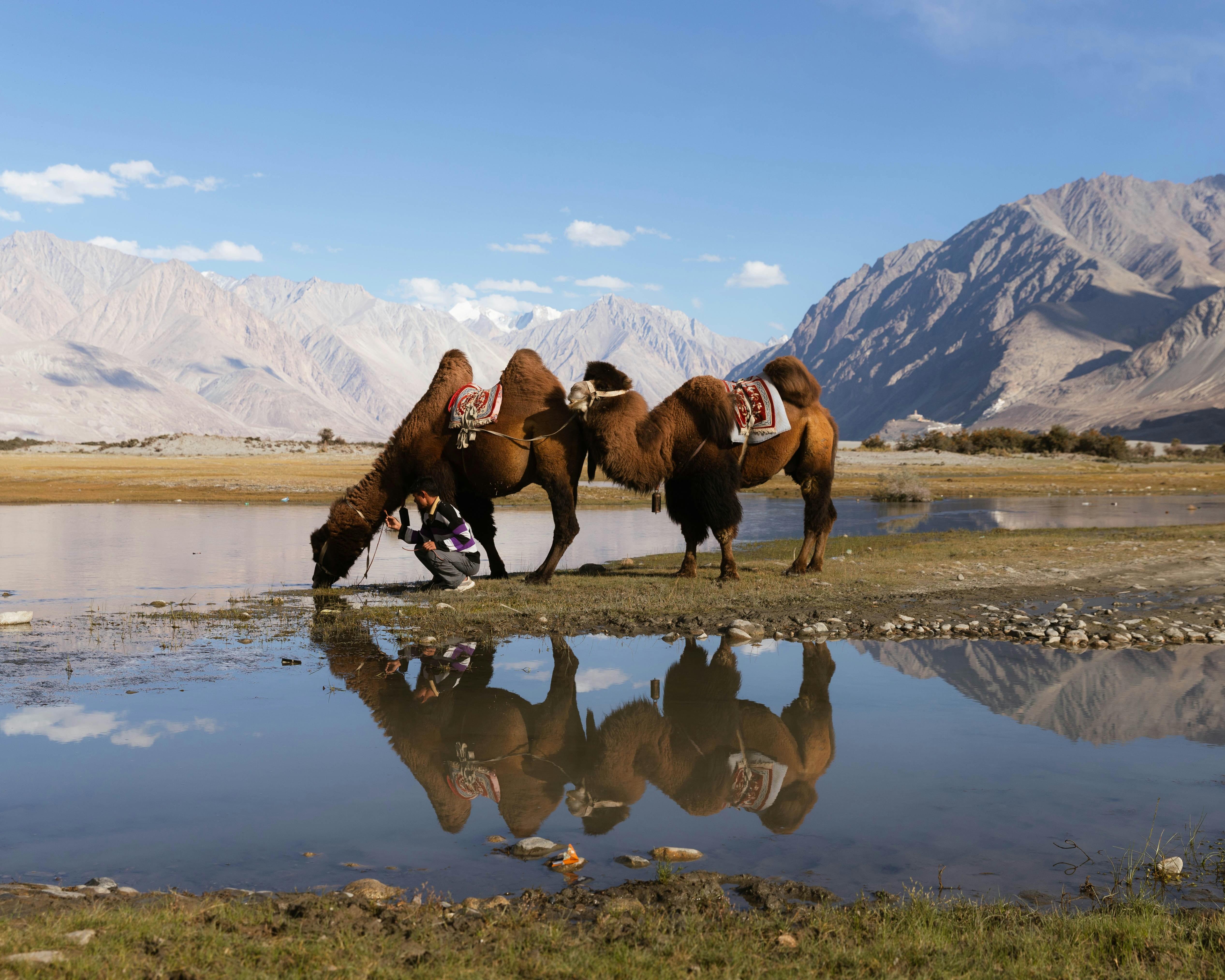 Two camels drinking water with mountains in background