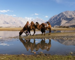 Two camels drinking water with mountains in background