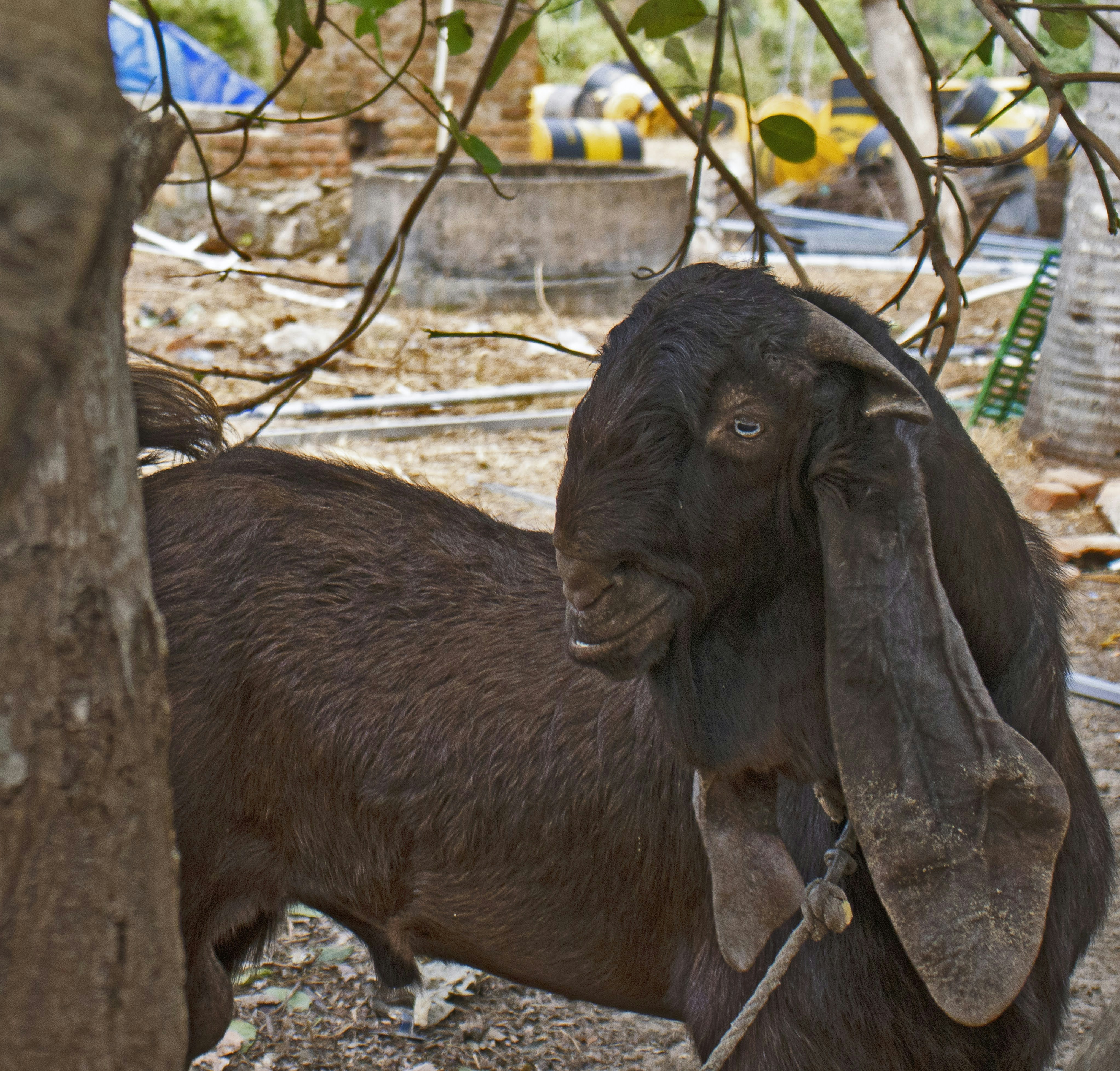 A brown goat with long ears stands near a tree.
