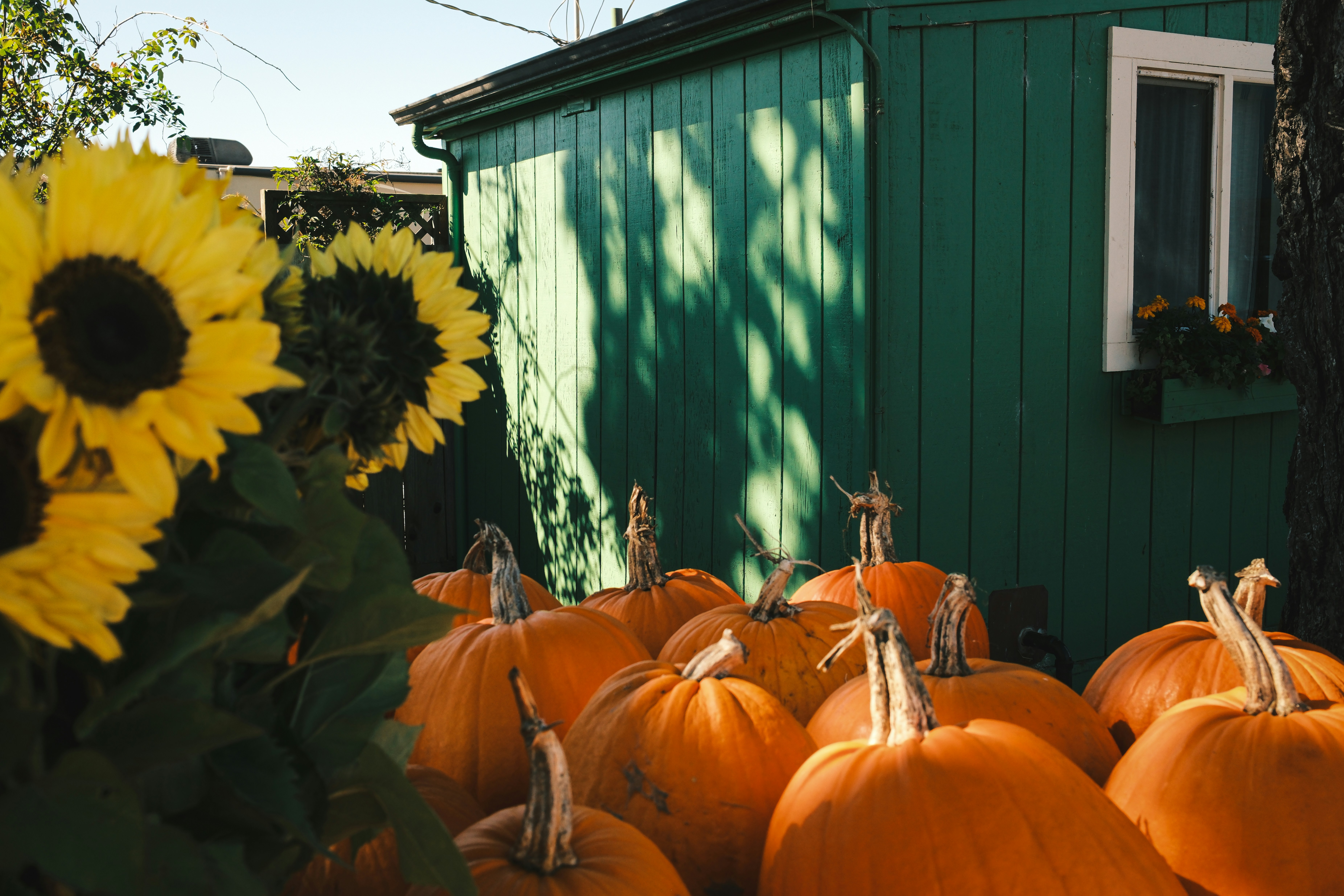 Photo by kalaniparker