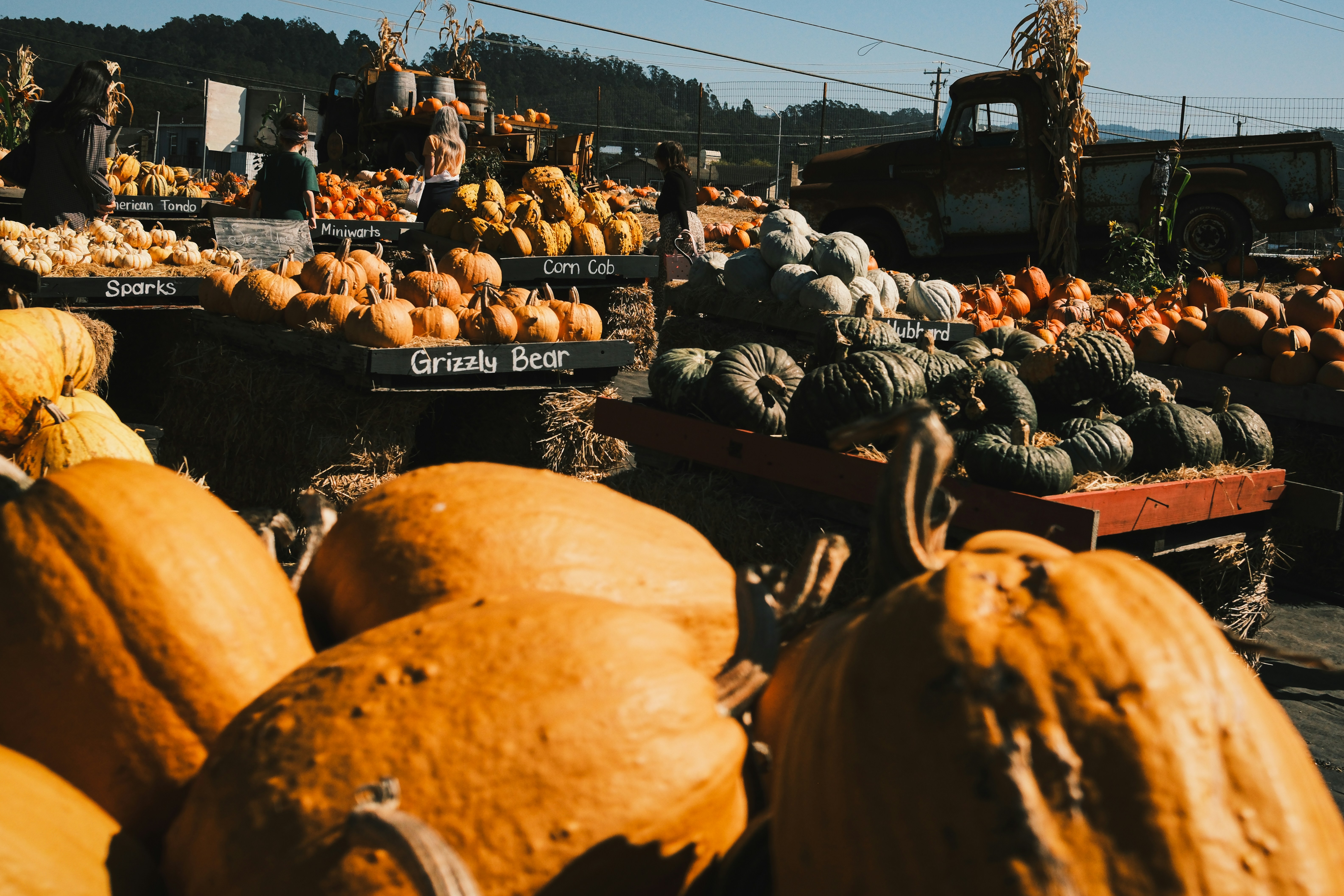 A vibrant pumpkin patch with many gourds and pumpkins