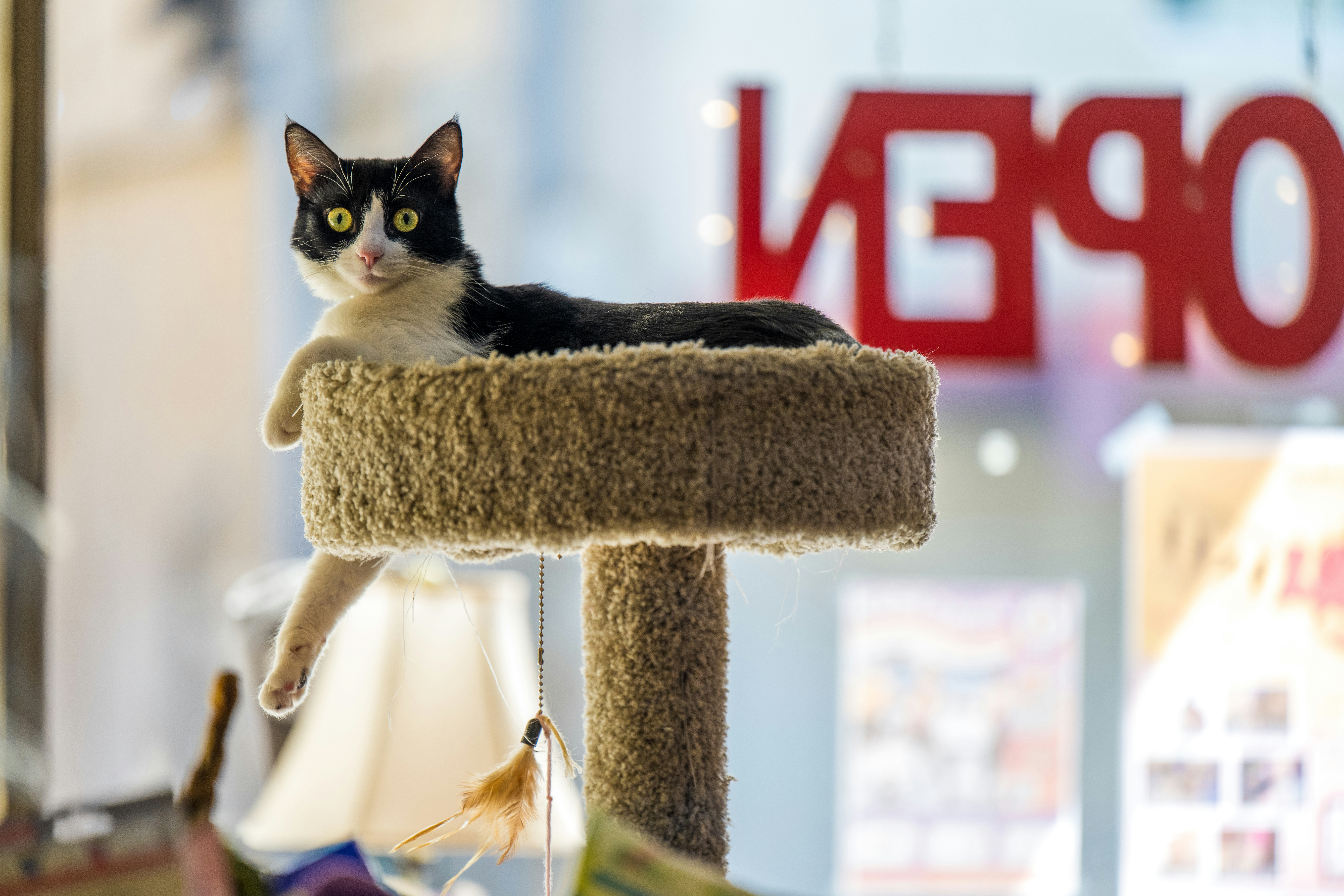 A black and white cat sits on a cat tree.