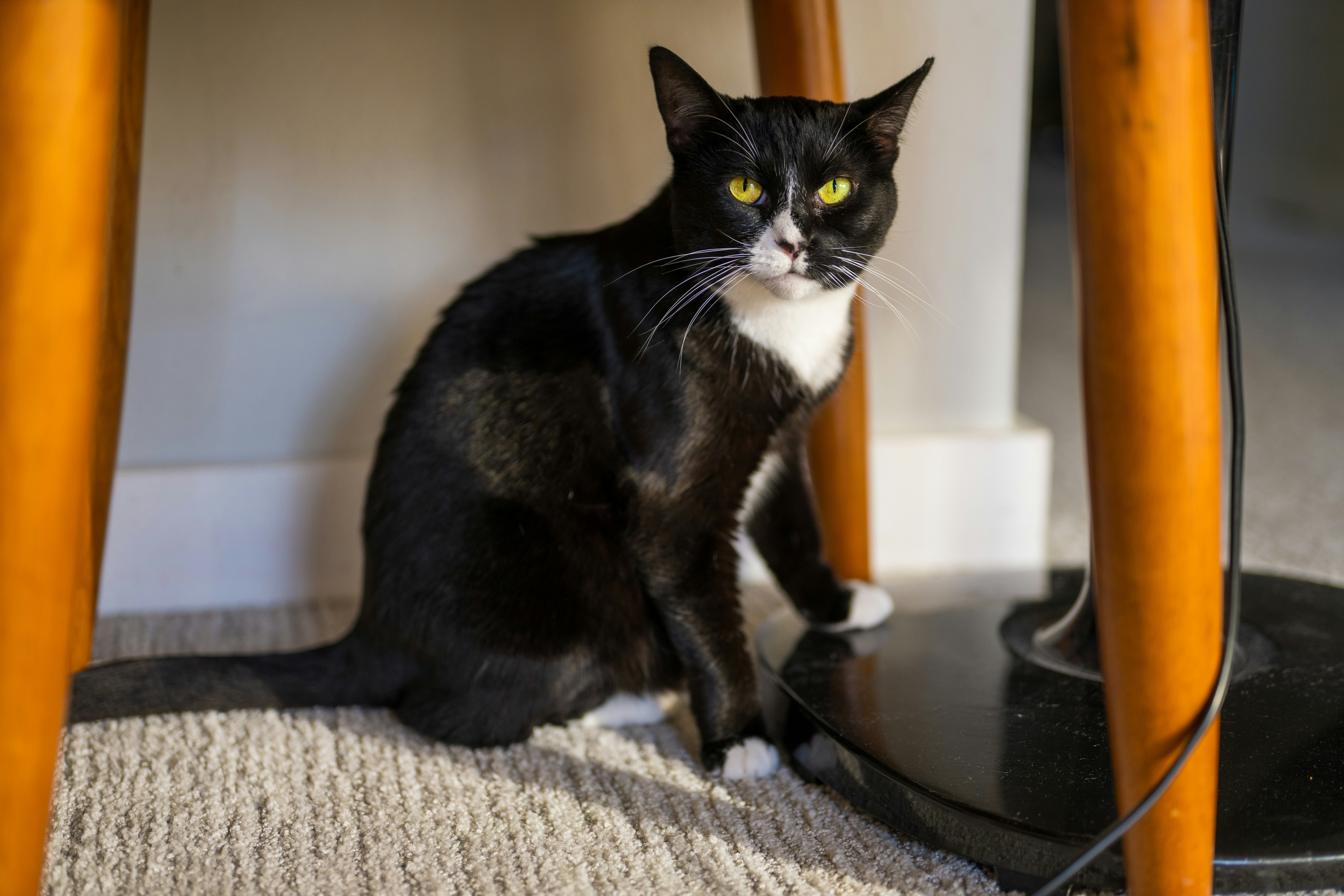 Pet Care Secrets: Puppy Socialization Tips for Lifelong Good Behavior