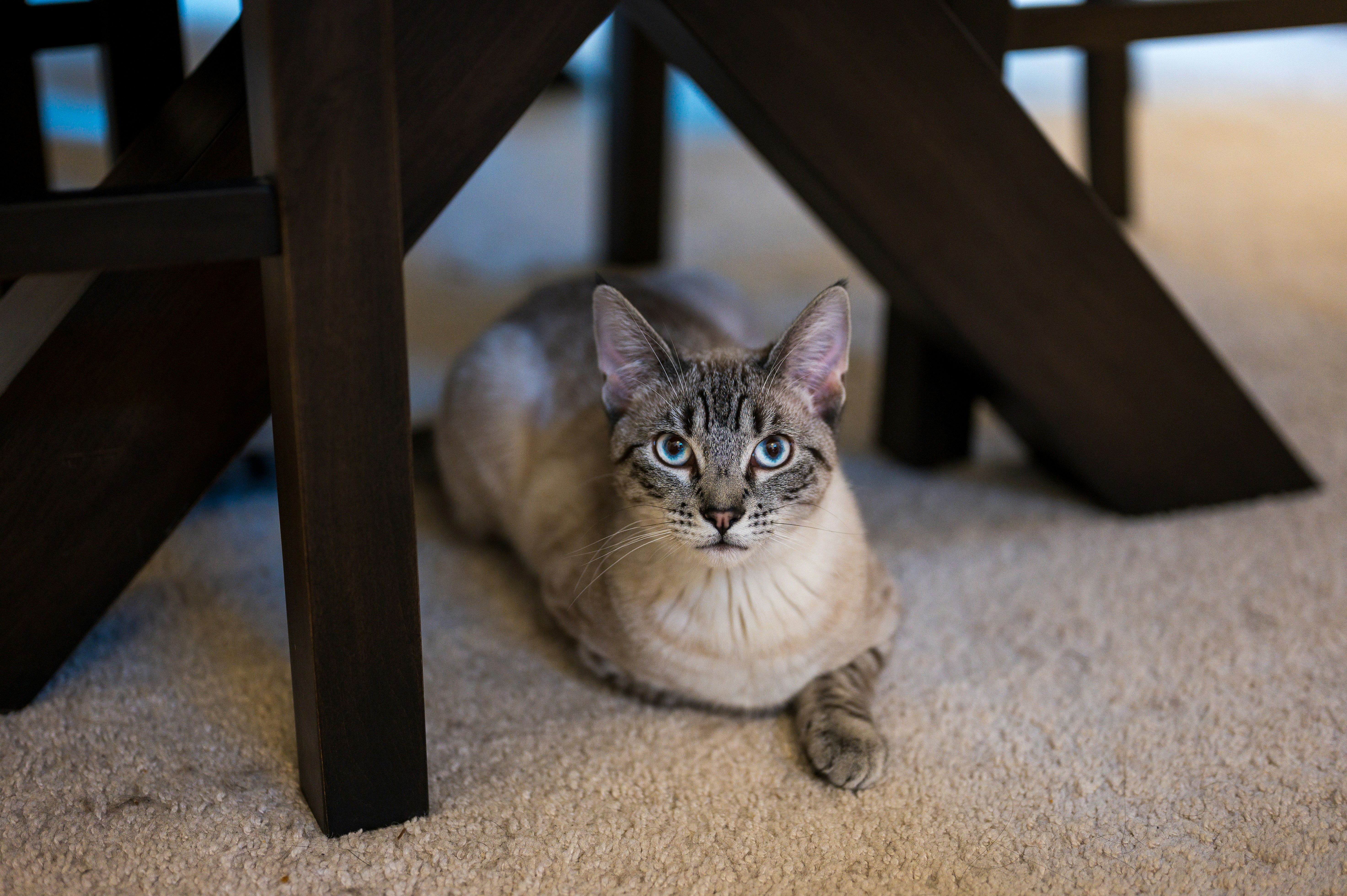 A light-colored cat with blue eyes lies on a carpet.
