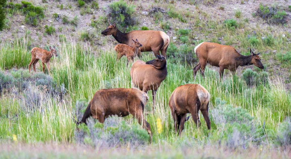 Elk field processing and skinning in backcountry