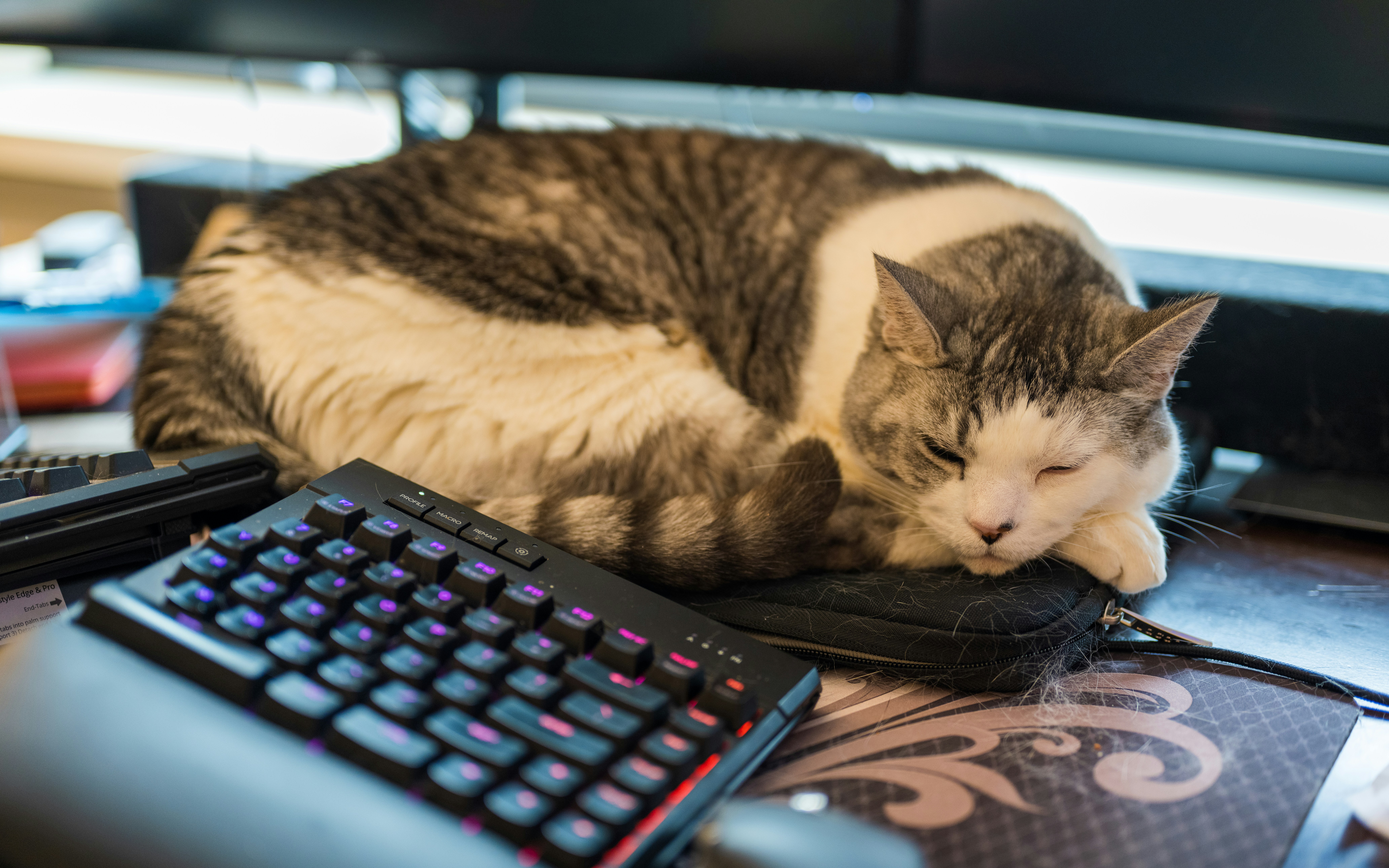 A tabby cat sleeps on a desk by keyboard.