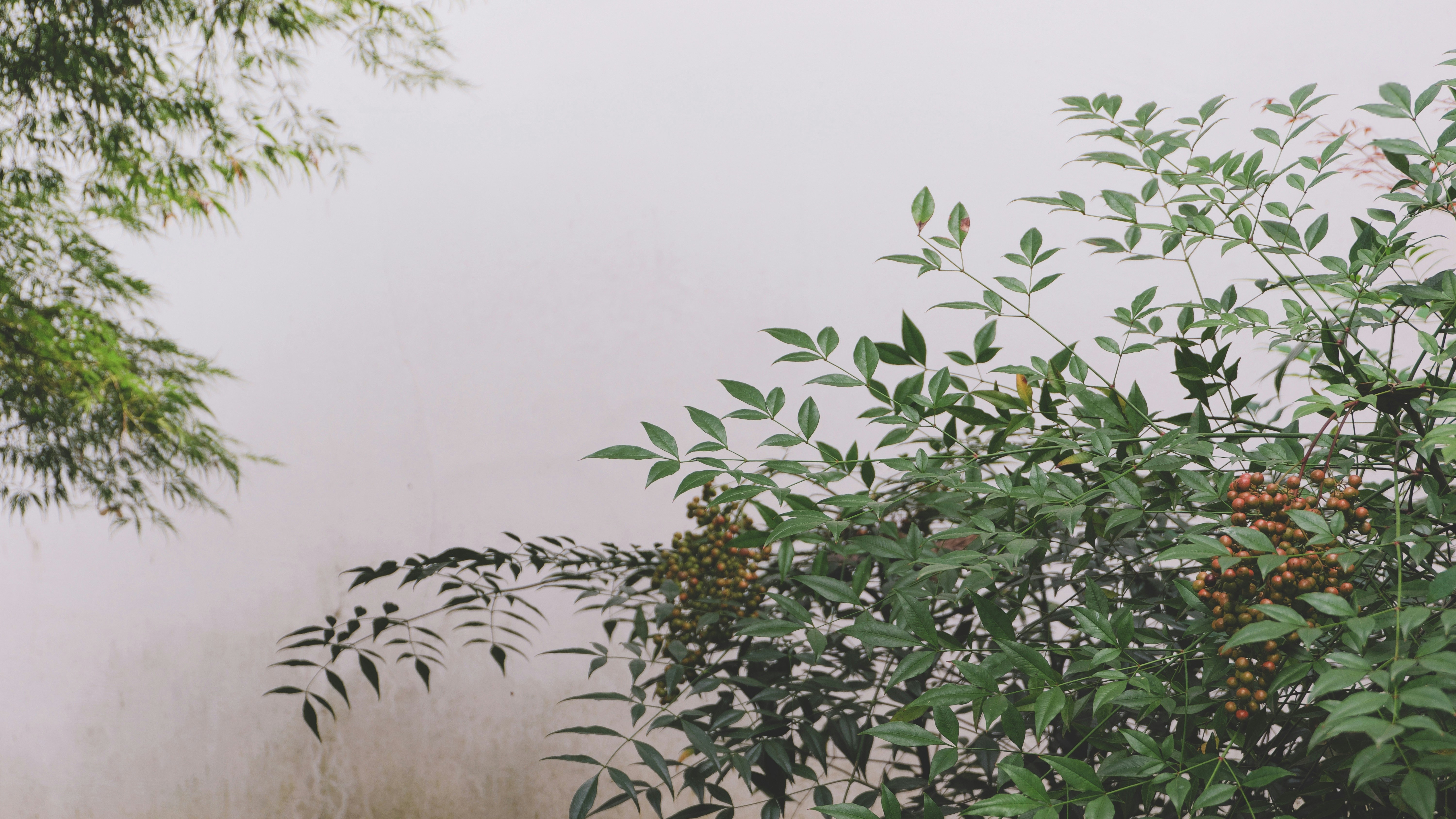 Green leaves and berries against a pale background