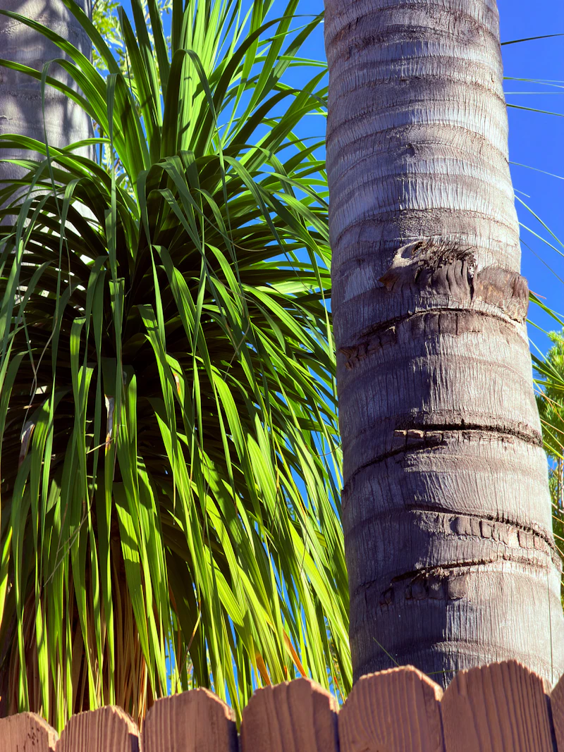 Palm trunk and ponytail palm foliage against a bright blue Florida sky