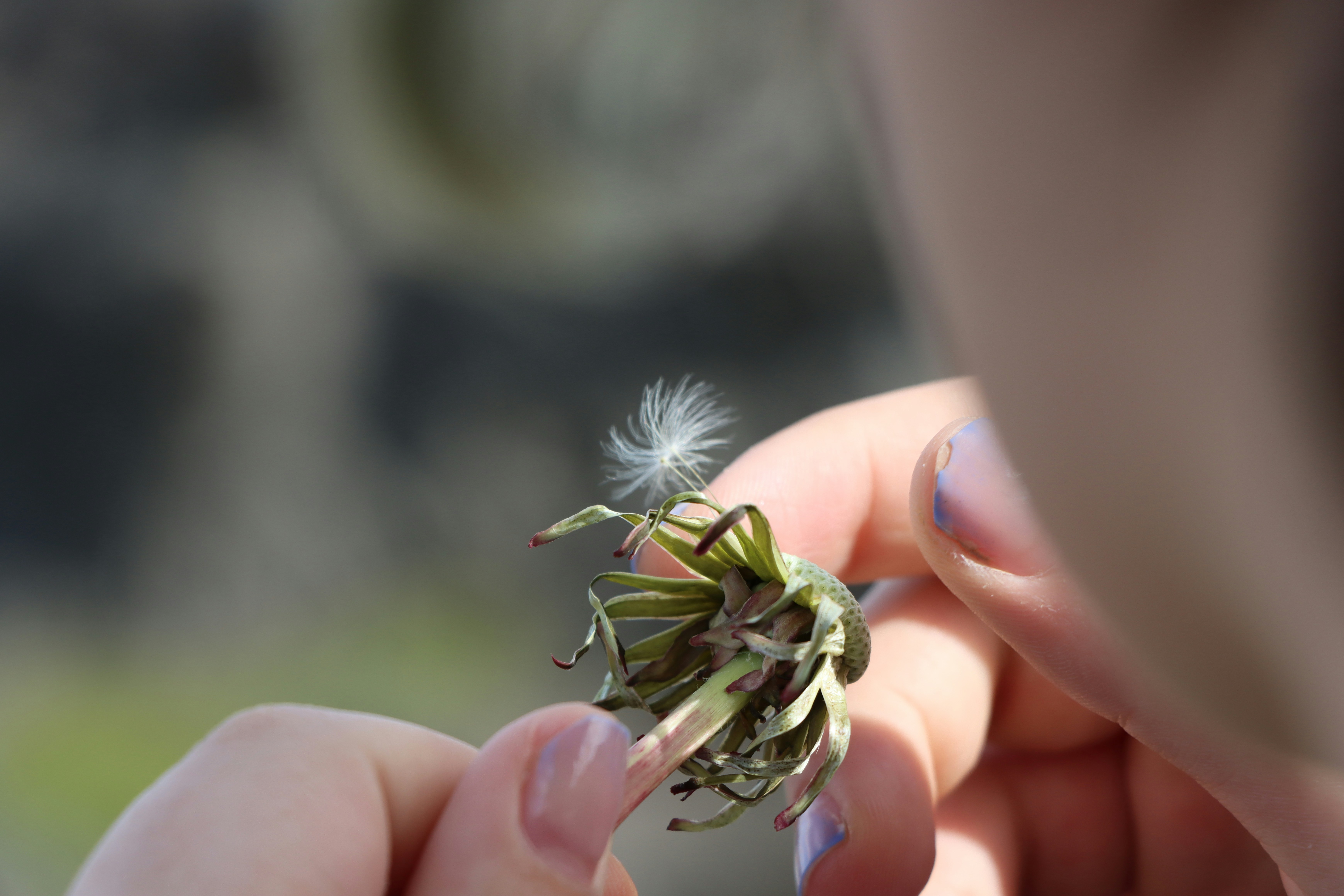 Close-up of hands holding a dandelion seed head
