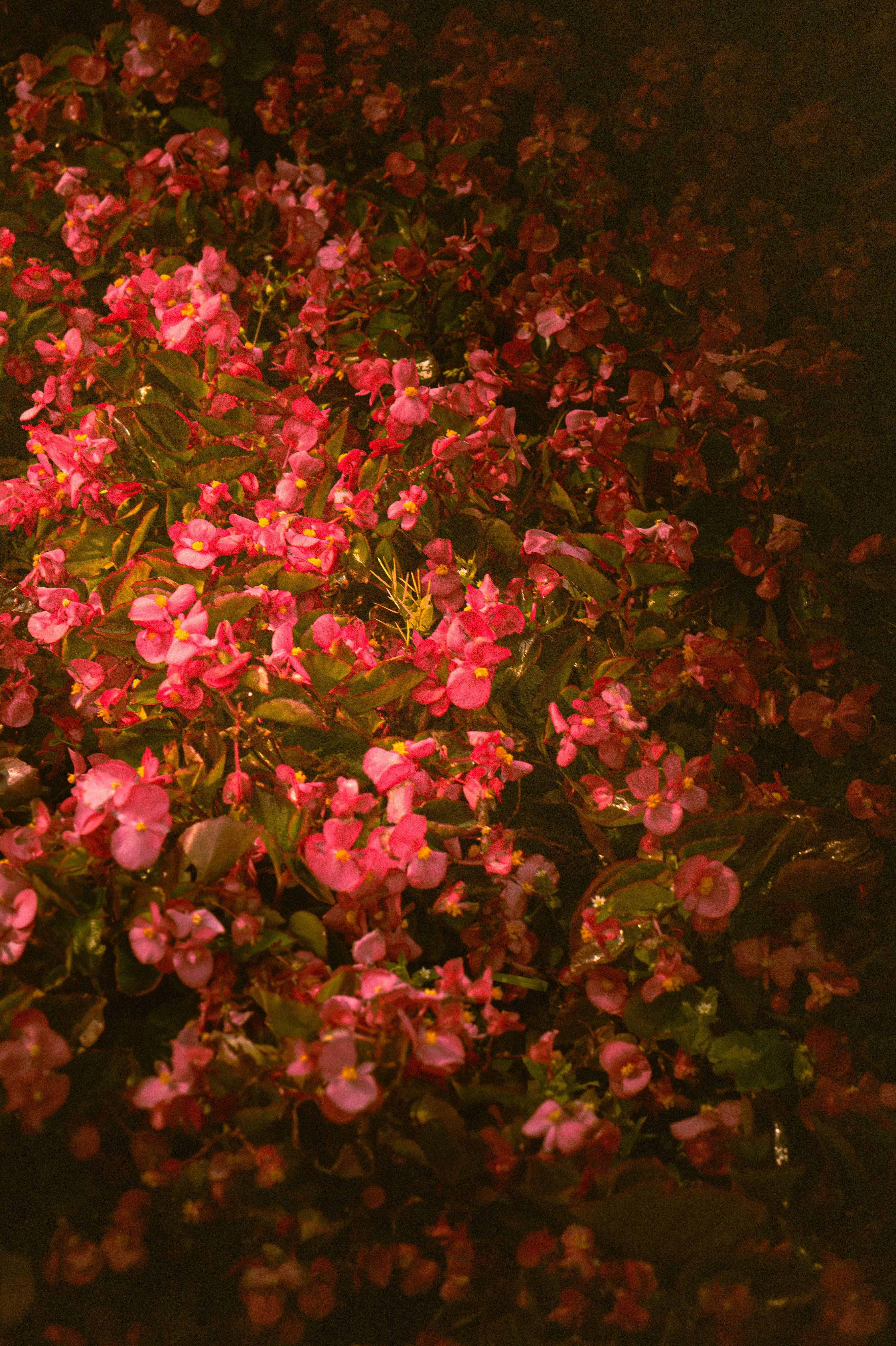 Photo by michaelstevanus