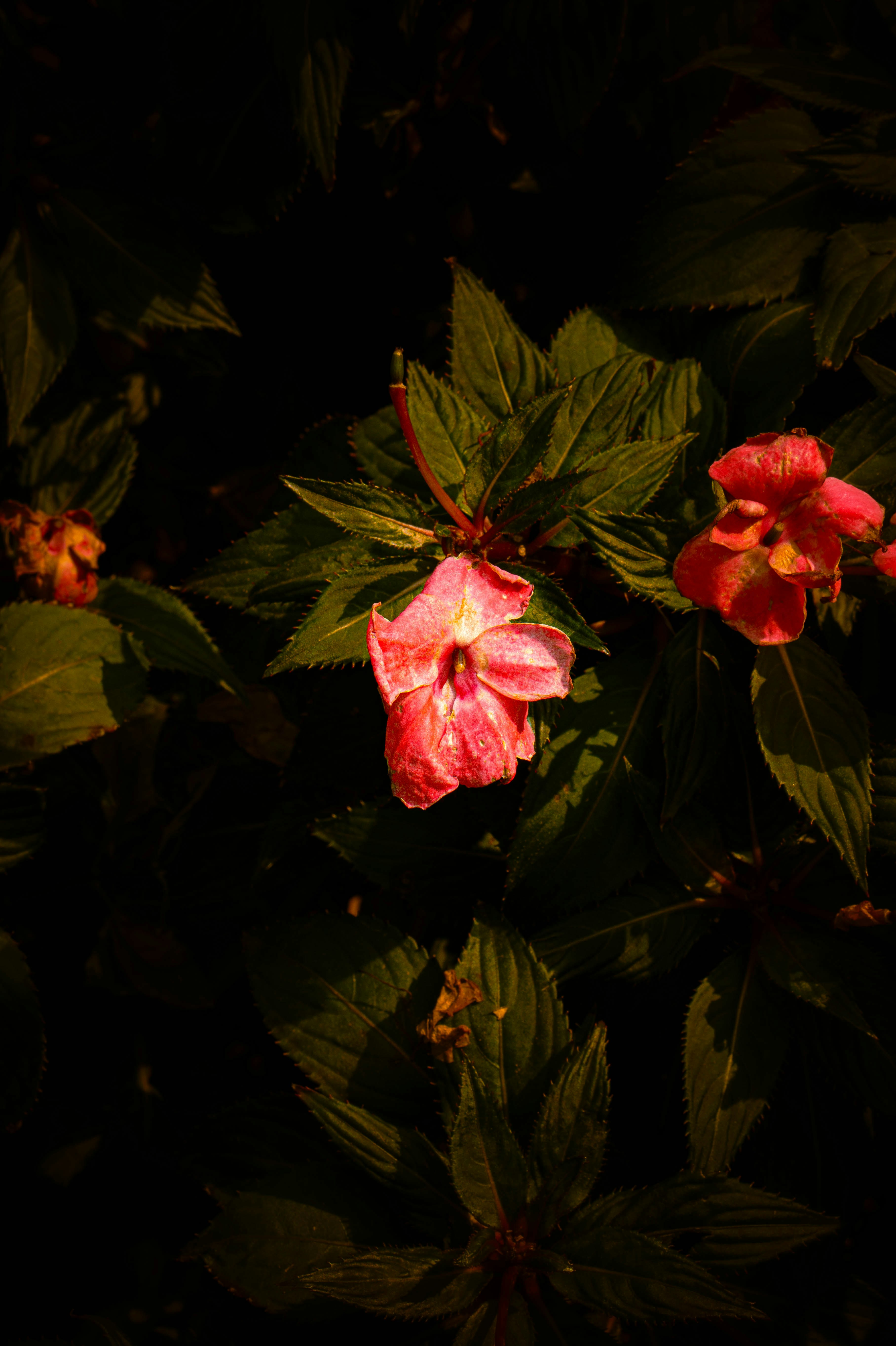 Close-up of delicate pink flowers among green leaves.