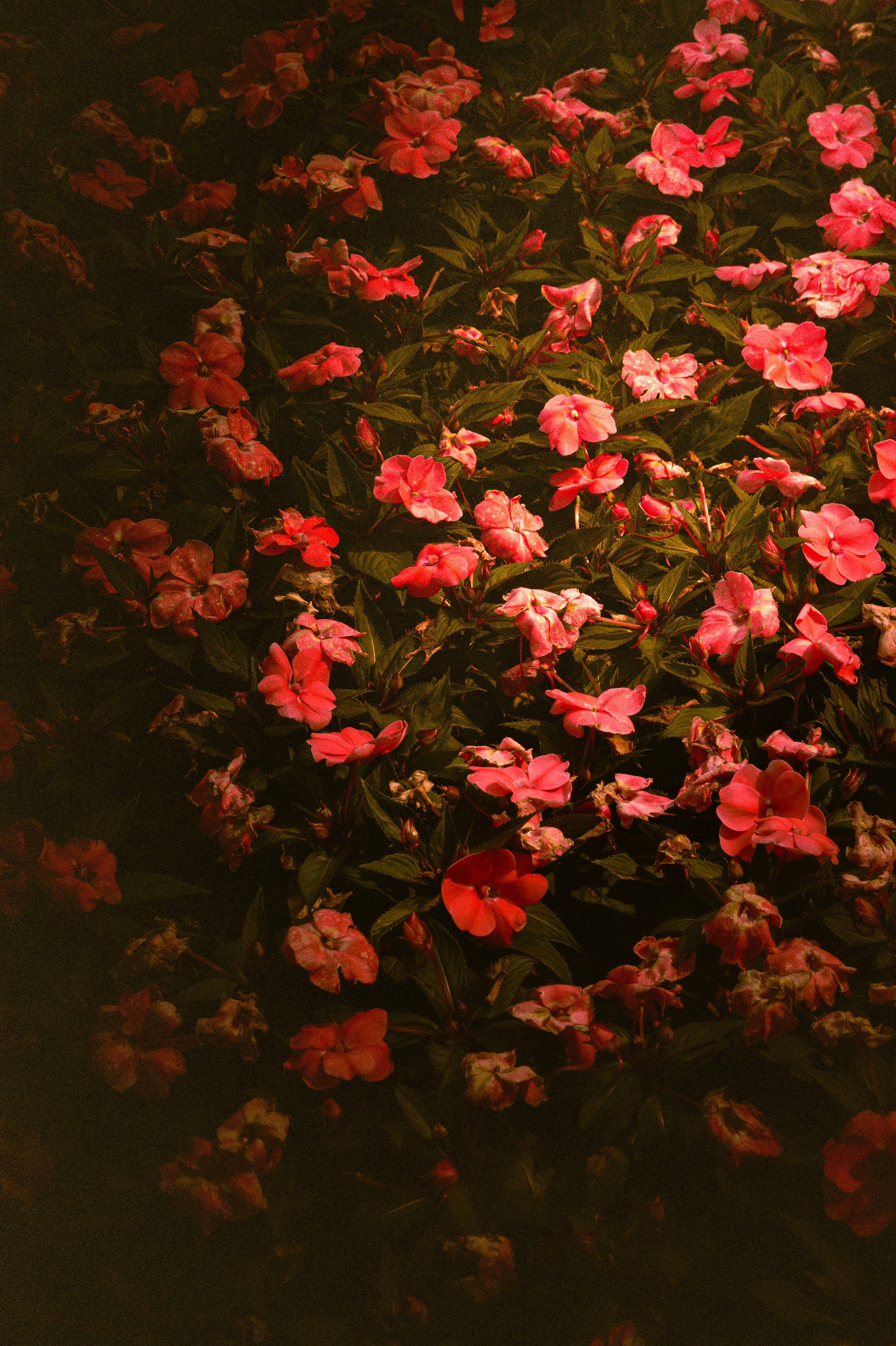 Photo by michaelstevanus