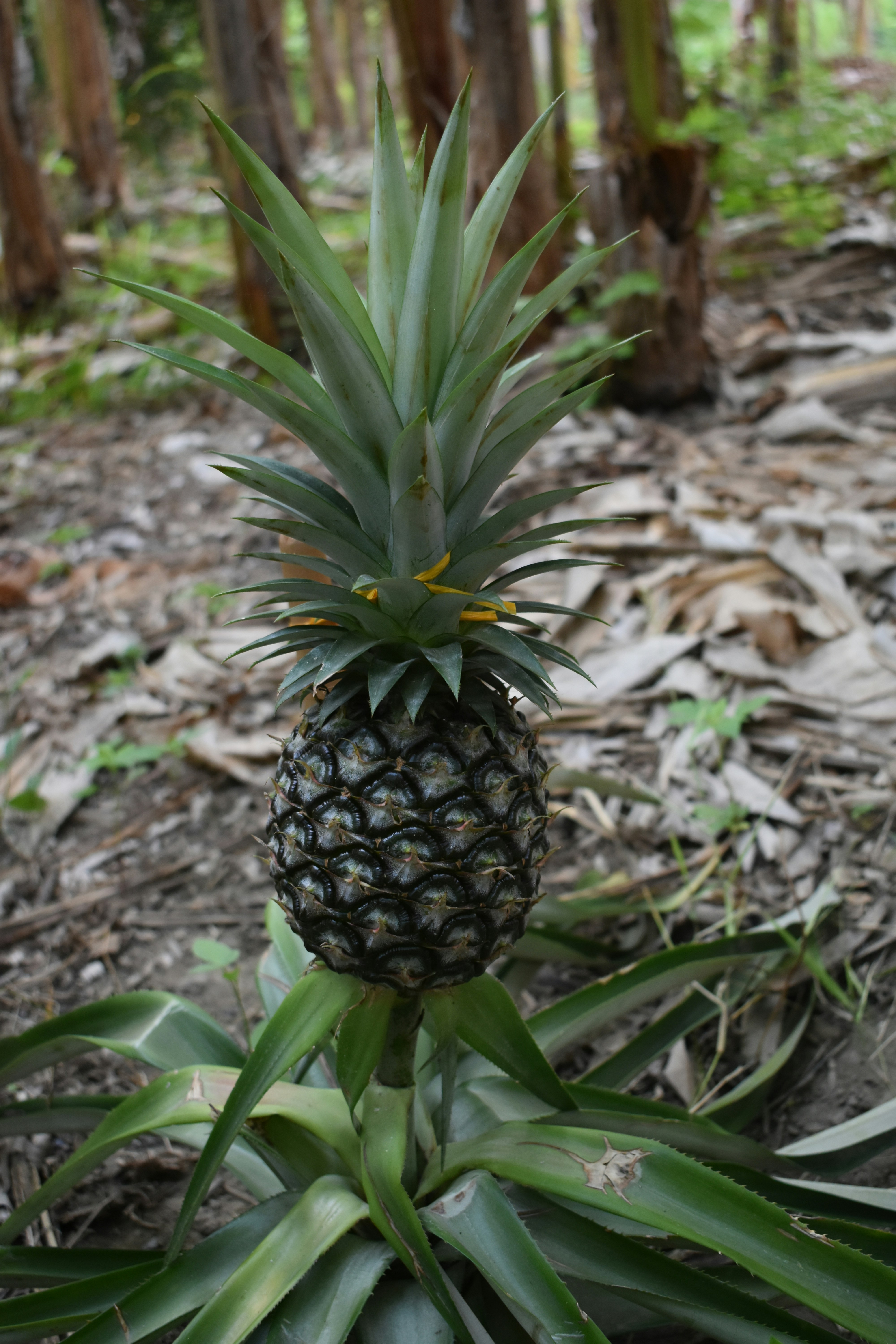 Photo by tulip_sunflower