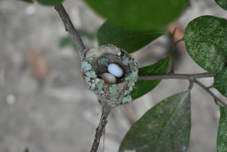Hummingbird nest with two small eggs.