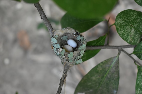 Hummingbird nest with two small eggs.