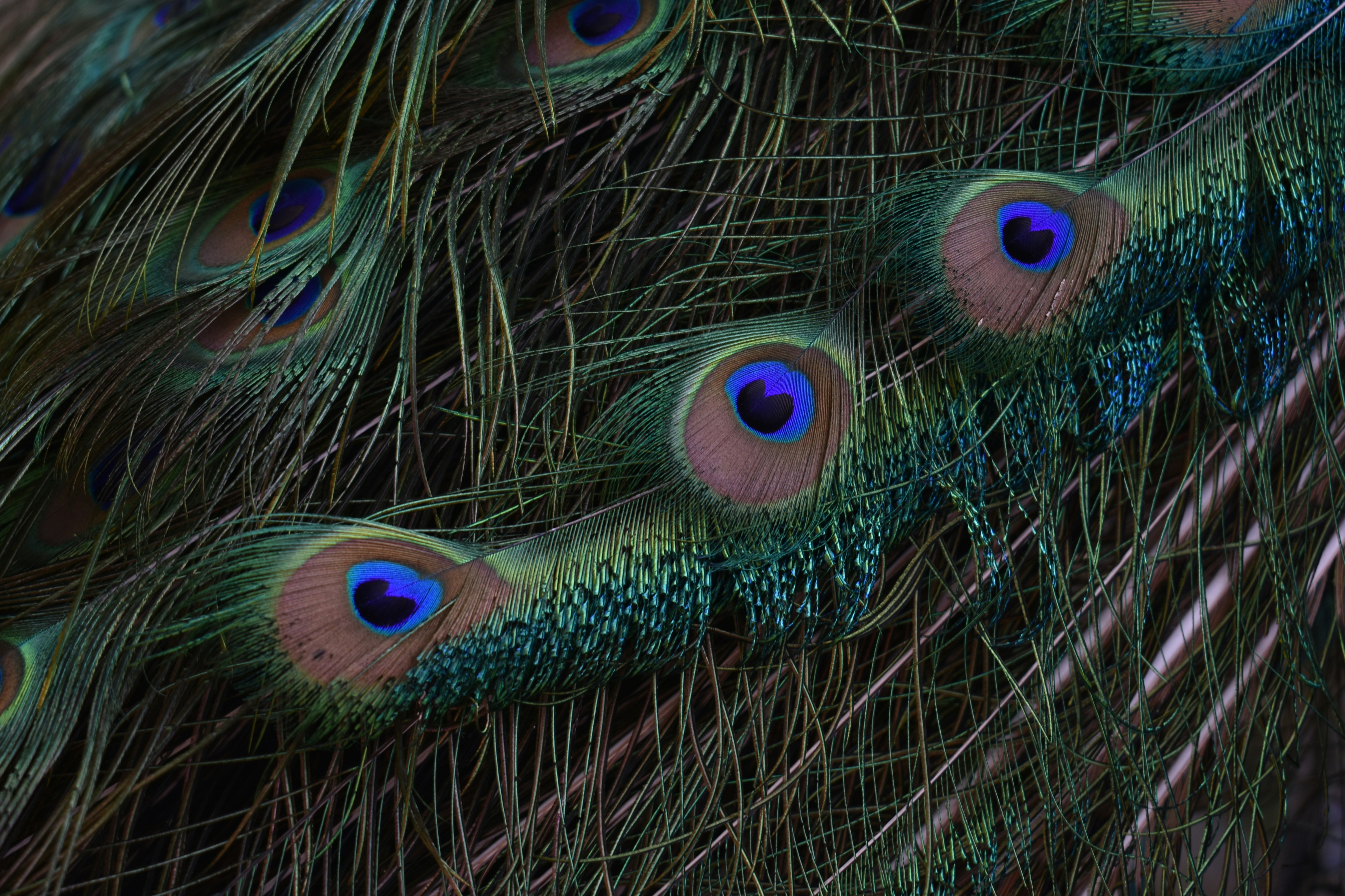 What is the color of your eyes?