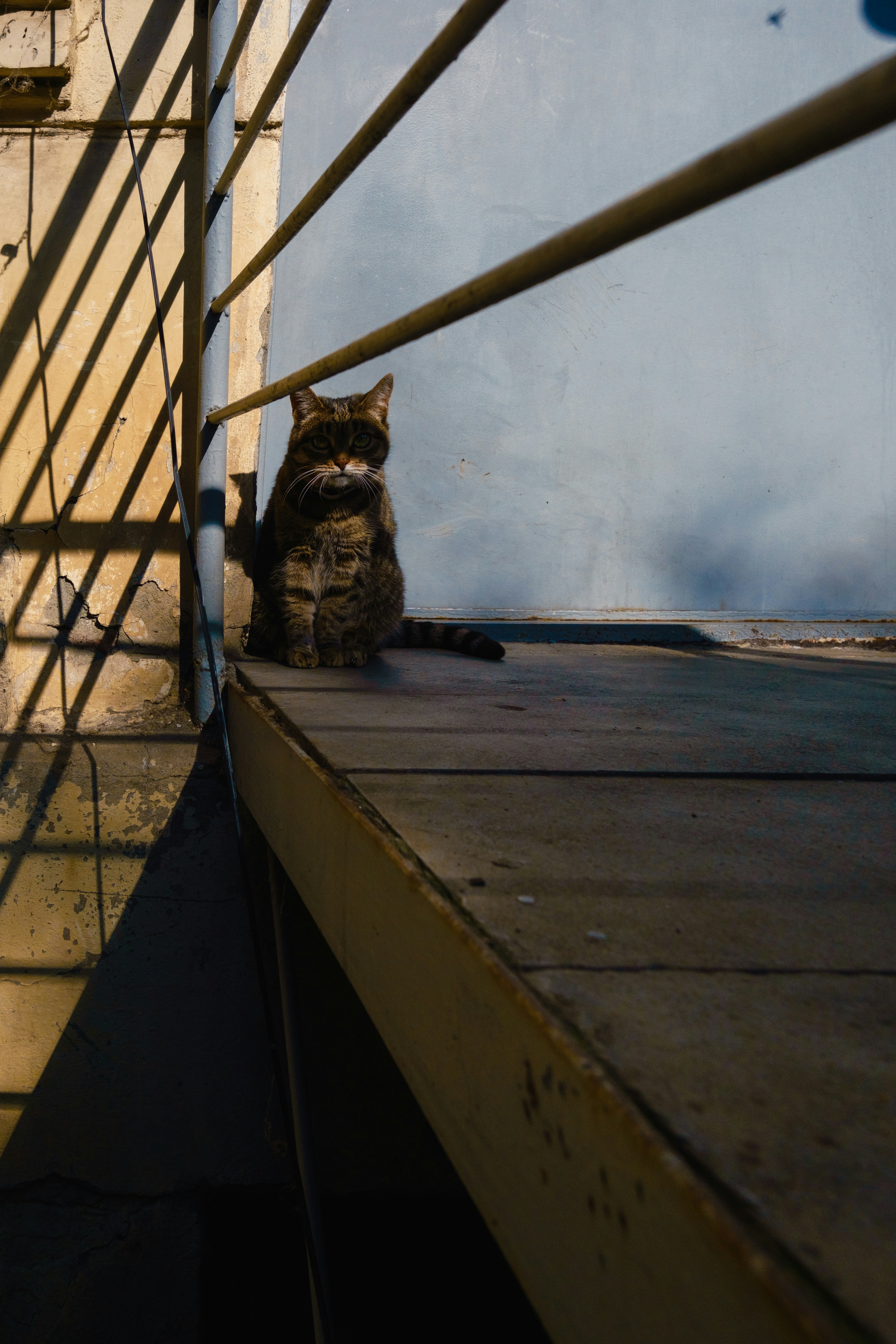 Un gato atigrado se sienta en una plataforma de metal.