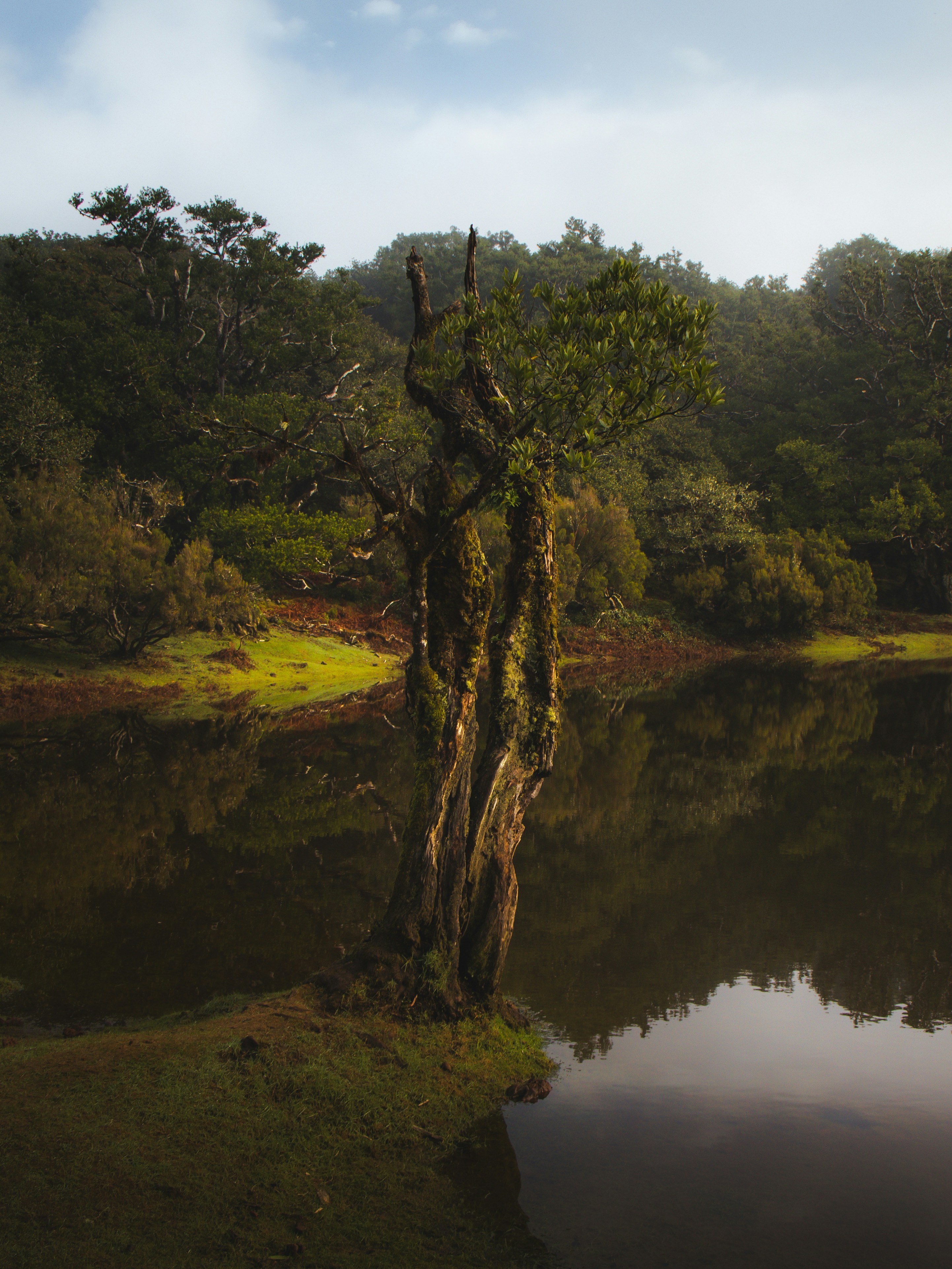 Gnarled ancient tree by still reflective water