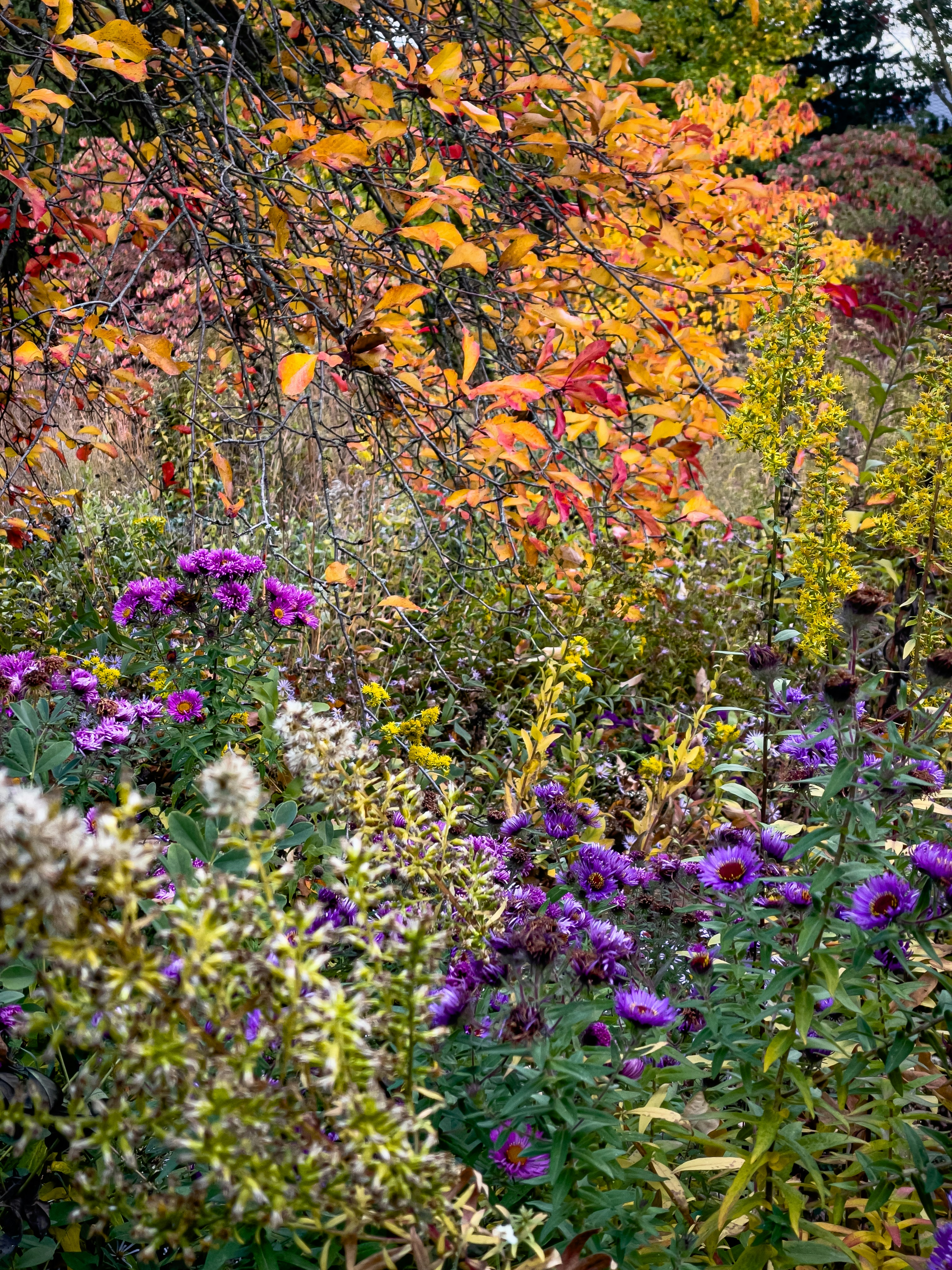 Autumn garden with colorful flowers and foliage