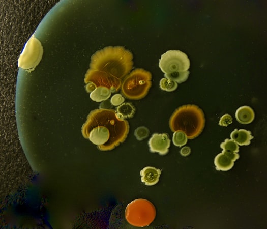 Colorful bacterial colonies growing on a dark surface.