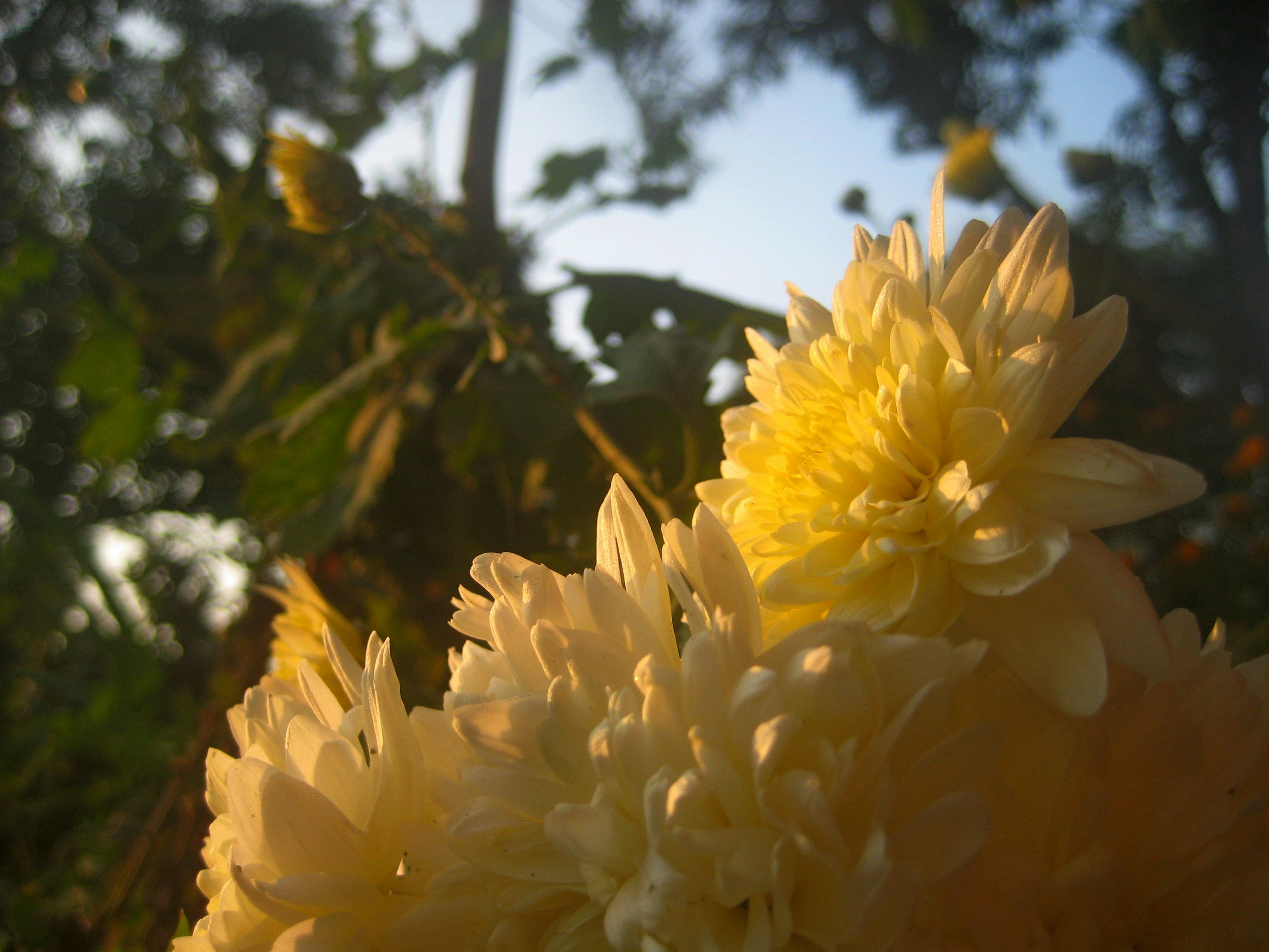 Close-up of yellow chrysanthemums with green foliage