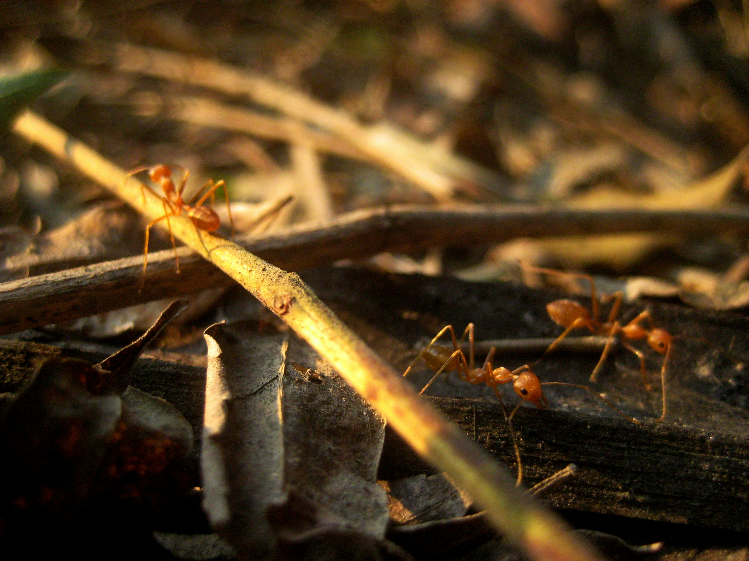 Community + Marketing + Sales