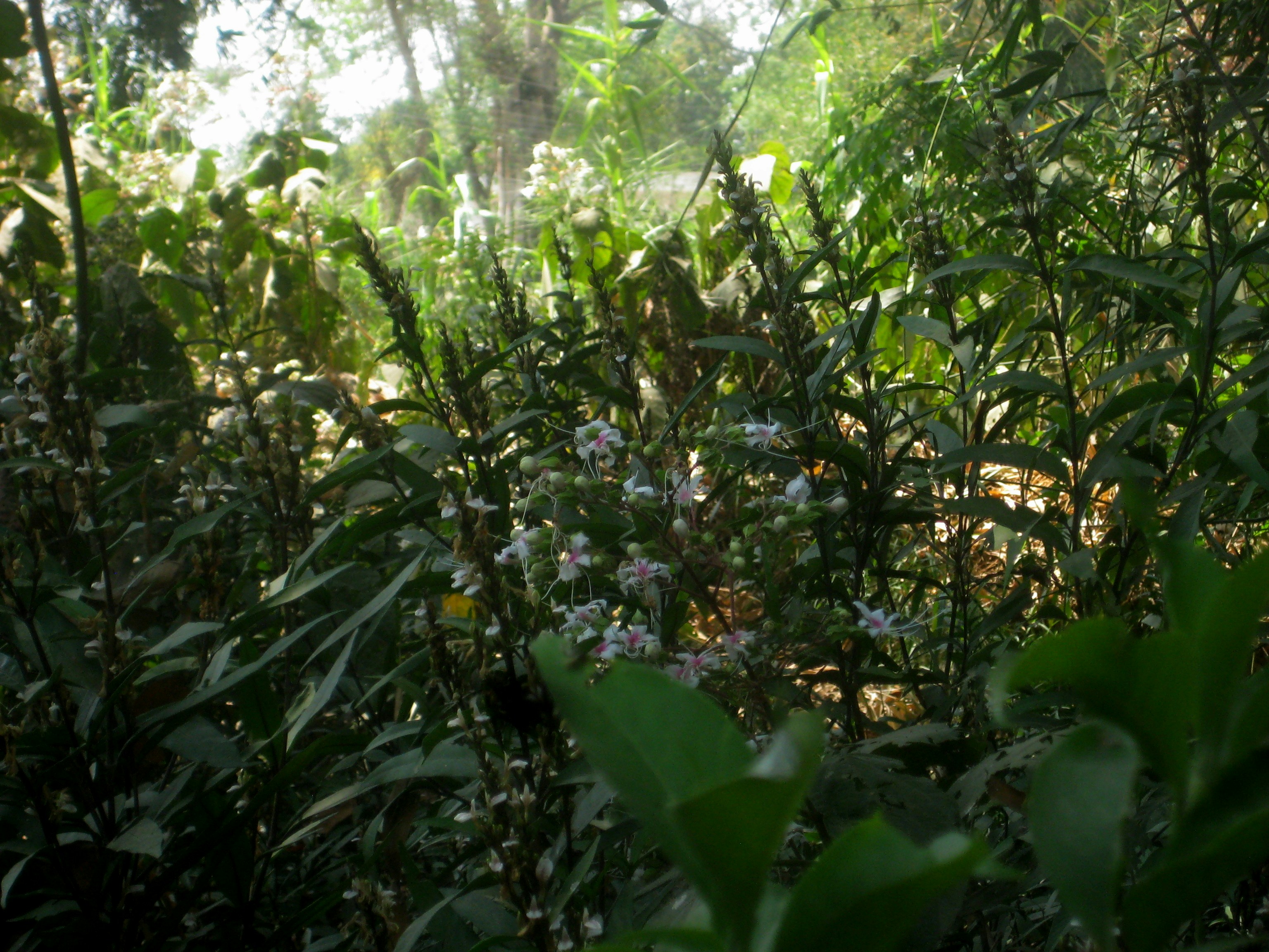 Photo by abhinaytharu