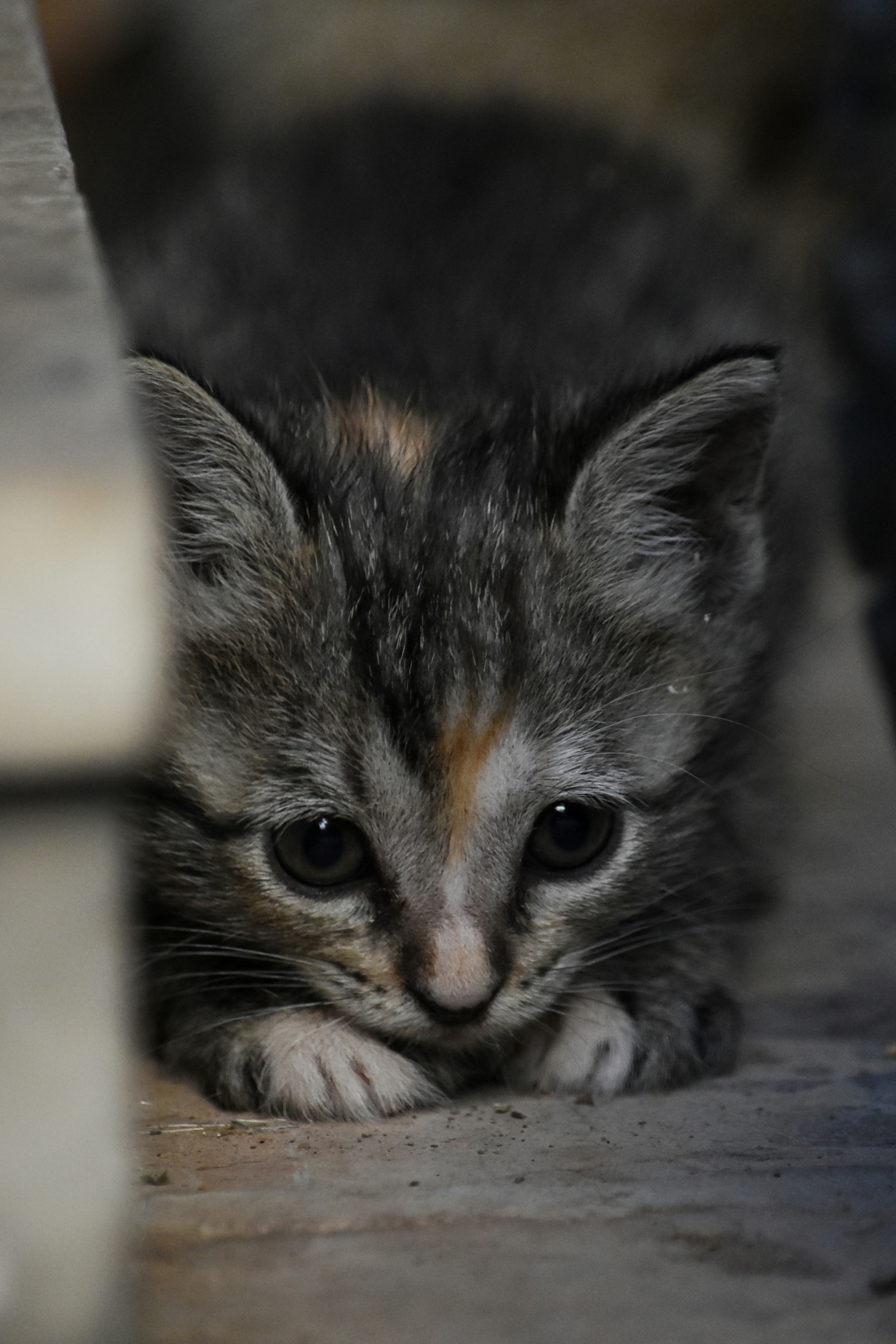 Mini Capture Kits in 2026: Why the NovaStream Approach Sets the Bar