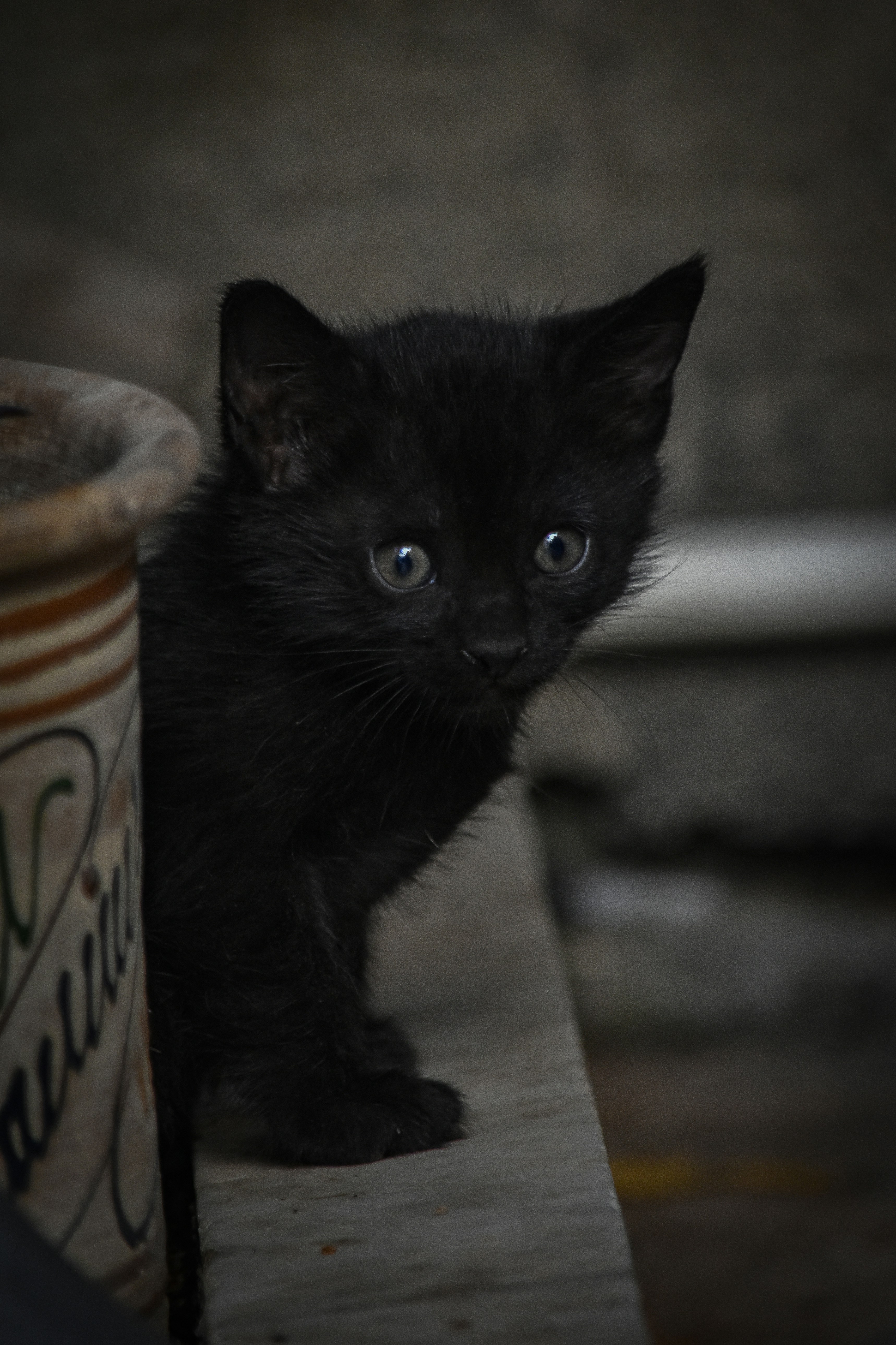 Um pequeno gatinho preto espreita por trás de um pote.