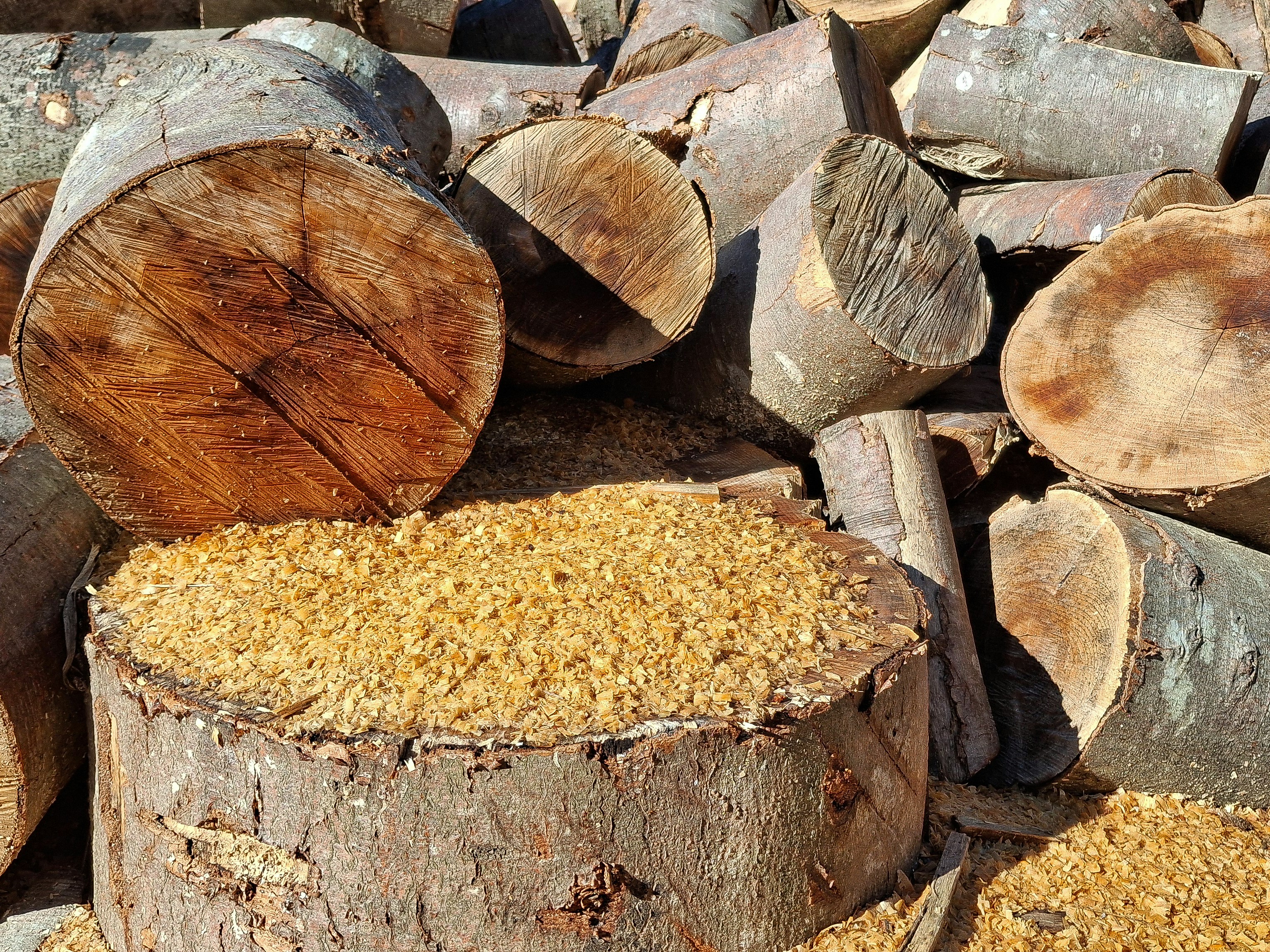 Pile of cut logs and sawdust