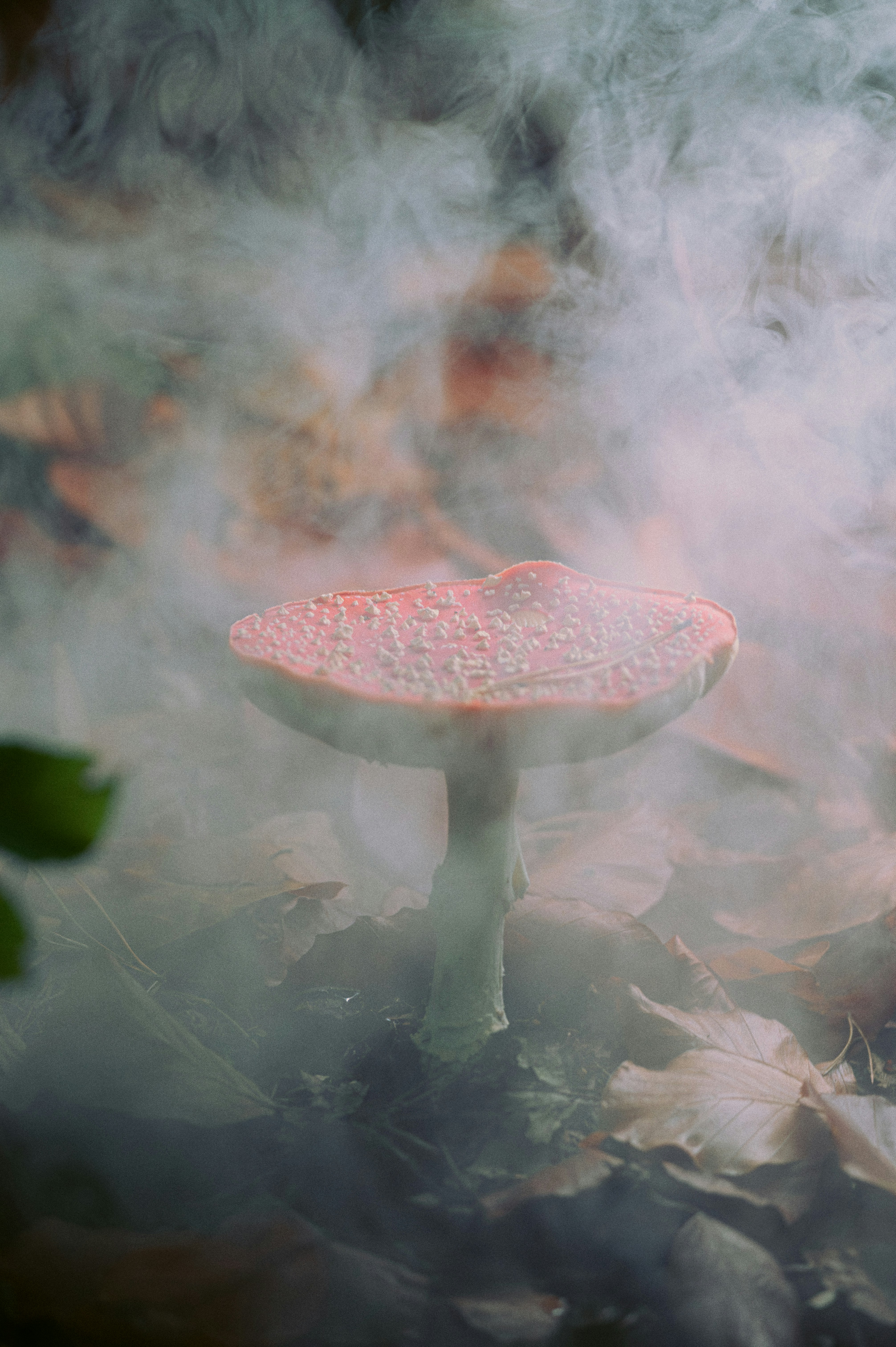 Red mushroom emerging from forest floor mist