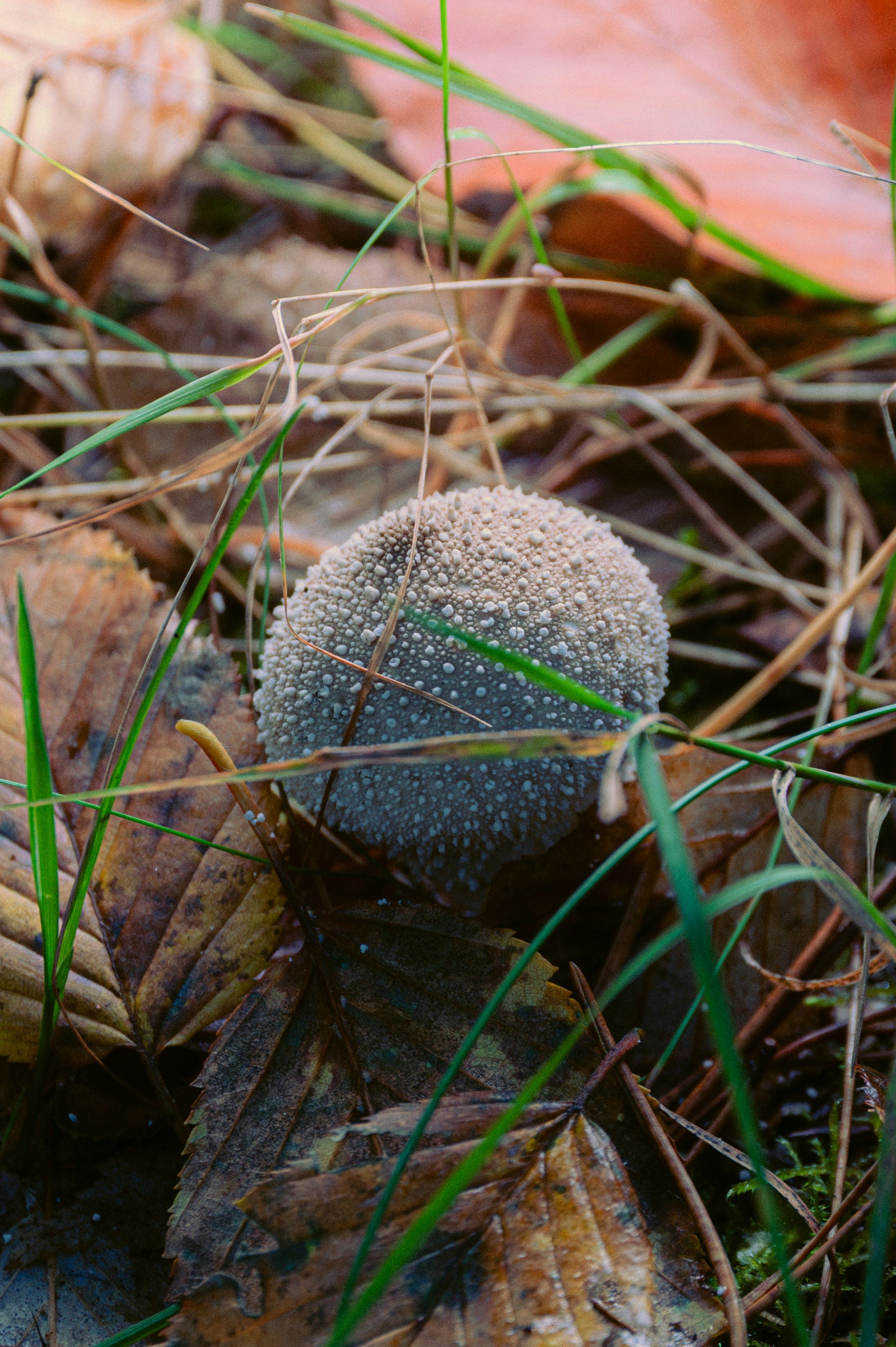 A small, round mushroom grows amongst fallen leaves.