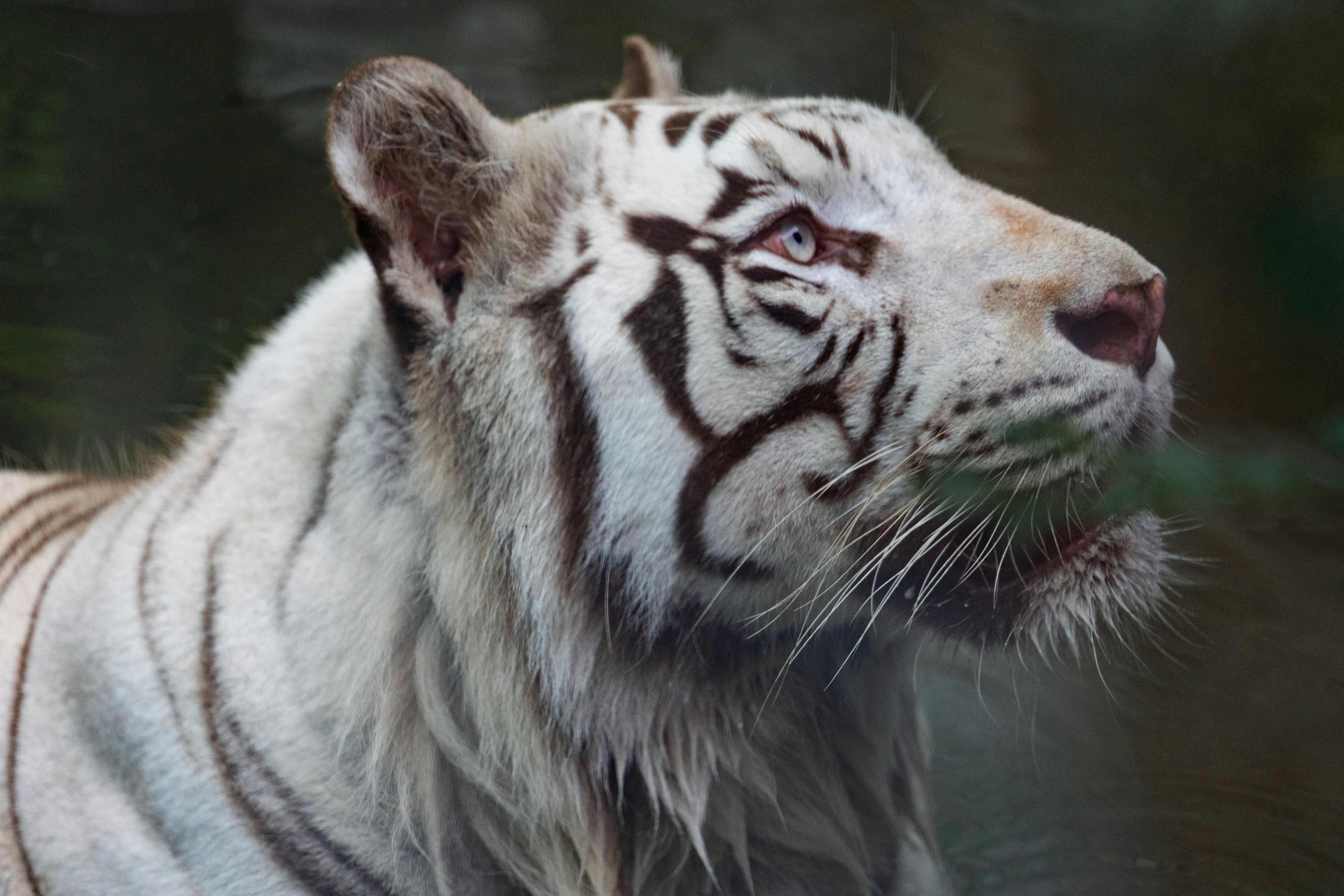 A close-up profile of a white tiger's head.