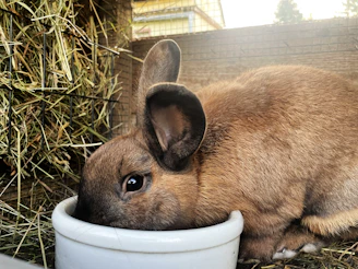 A brown rabbit eating from a white bowl.