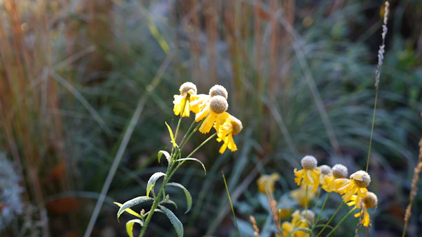 Yellow flowers bloom in a grassy garden.