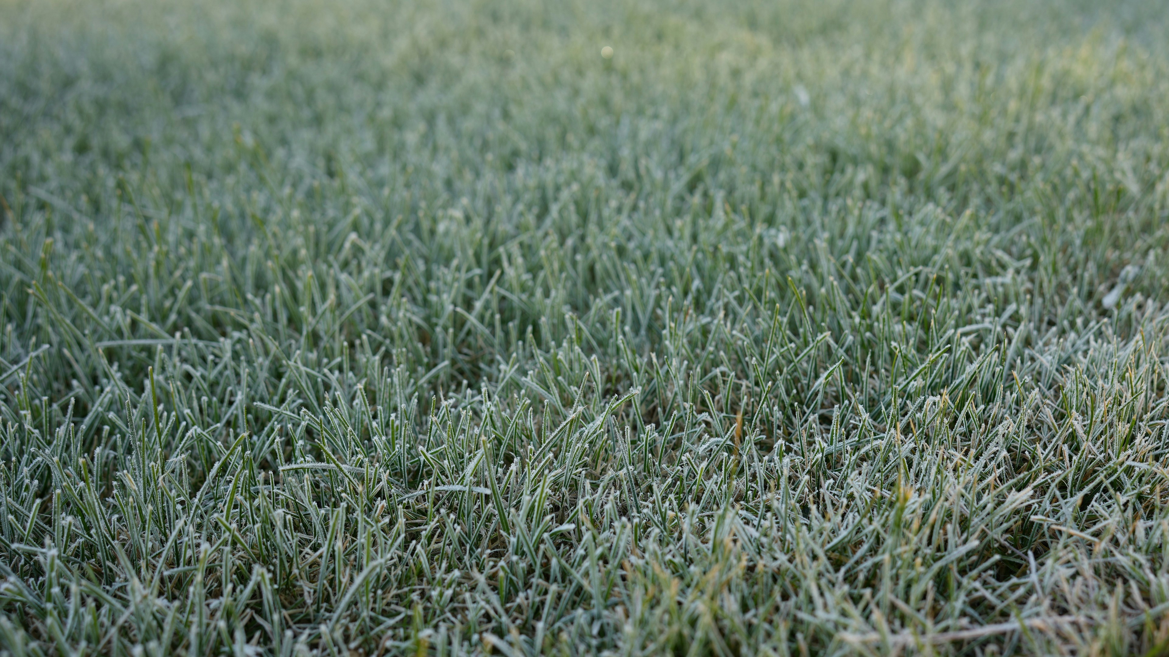 مزرعه‌ای که علف‌های آن با یخ صبحگاهی پوشیده شده است، نمونه‌ای از انواع سرمازدگی کشاورزی تشعشعی.