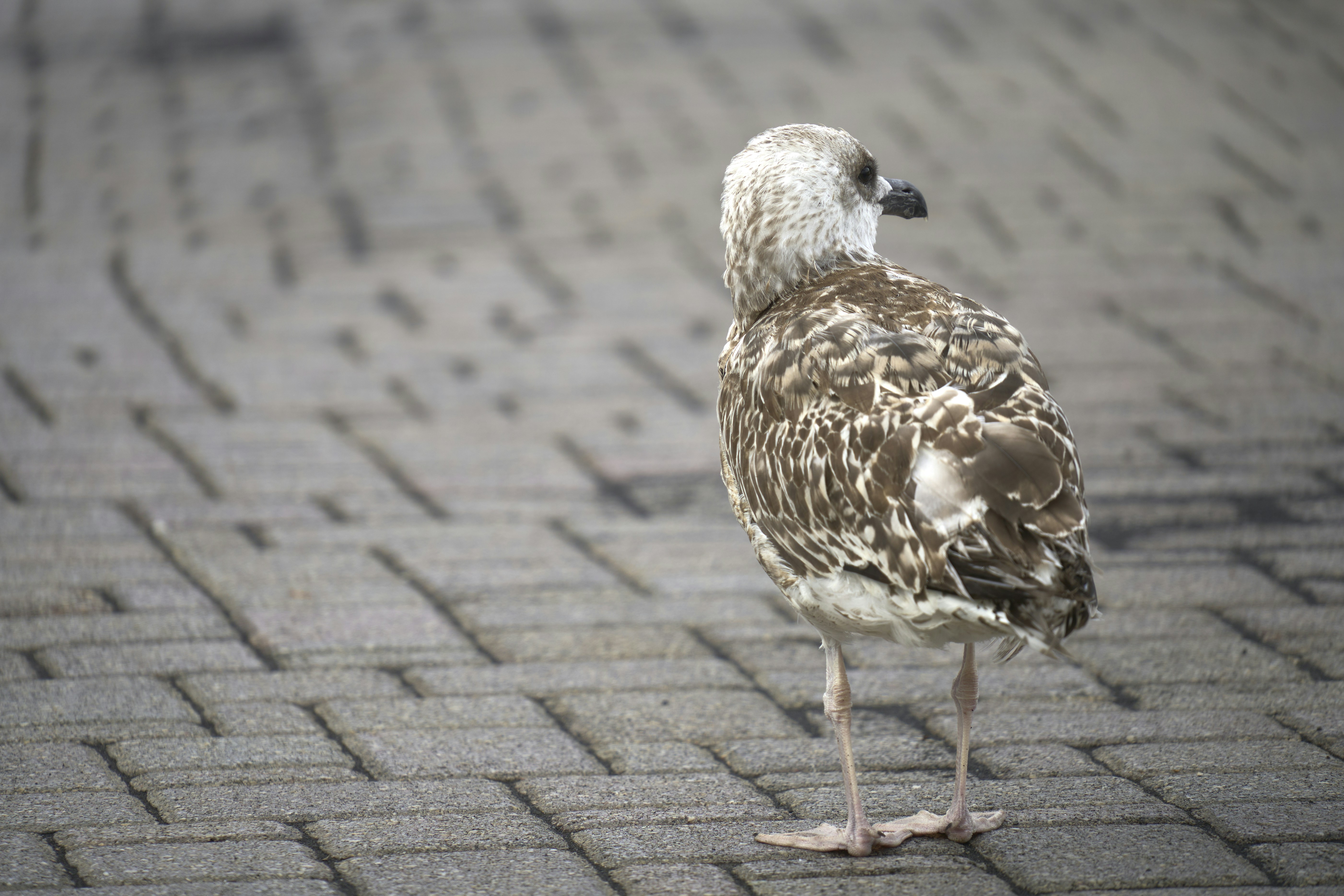 Photo by wolfgang_hasselmann