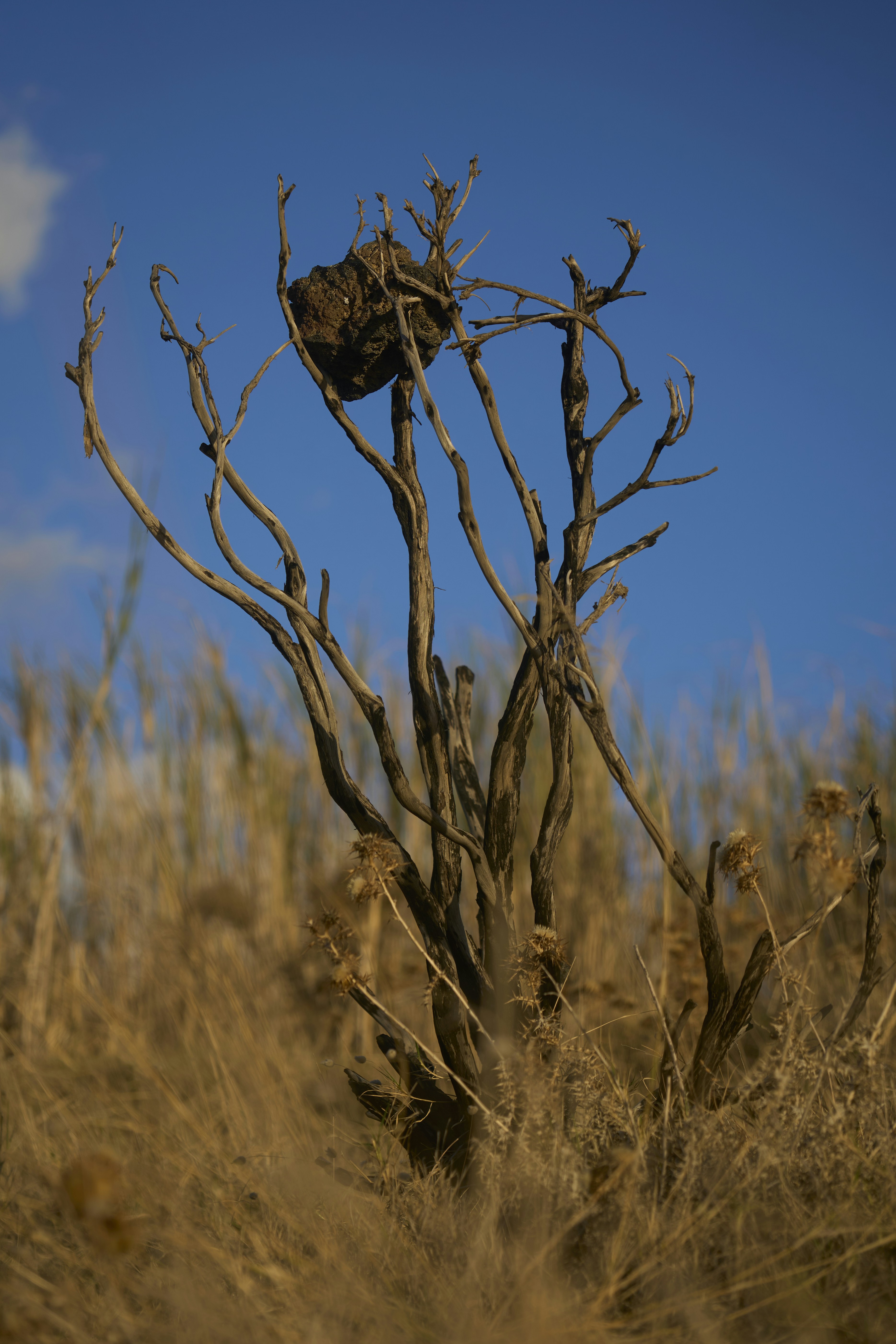 Photo by wolfgang_hasselmann