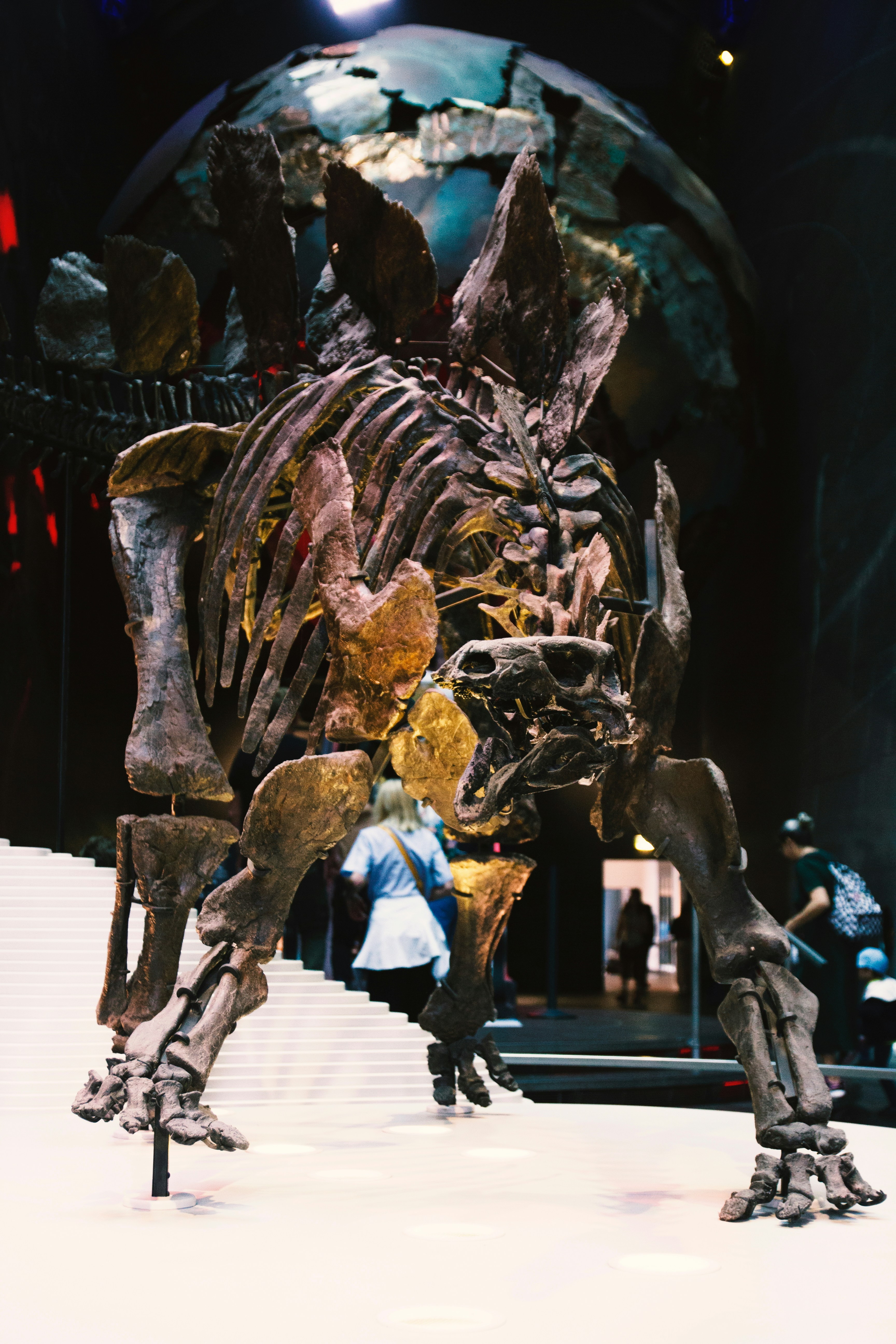 Dinosaur skeleton on display in a museum