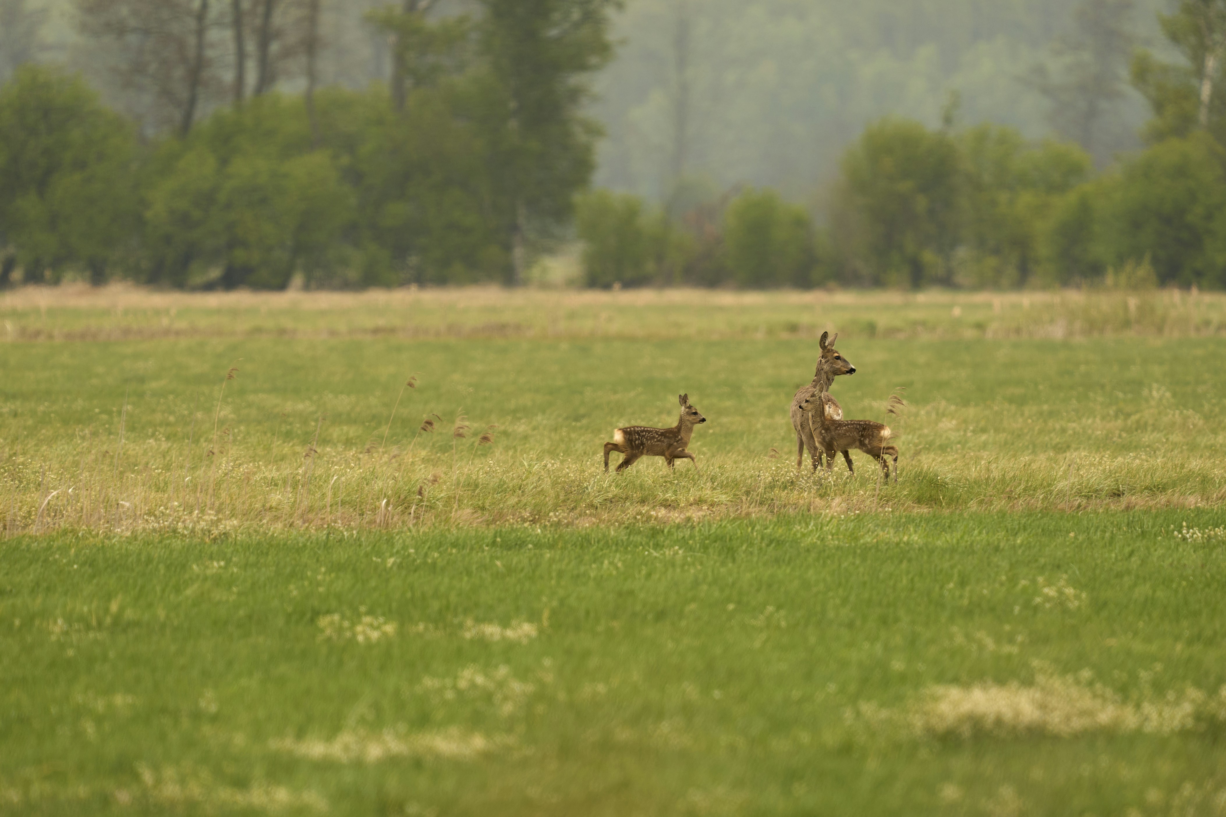 Photo by wolfgang_hasselmann