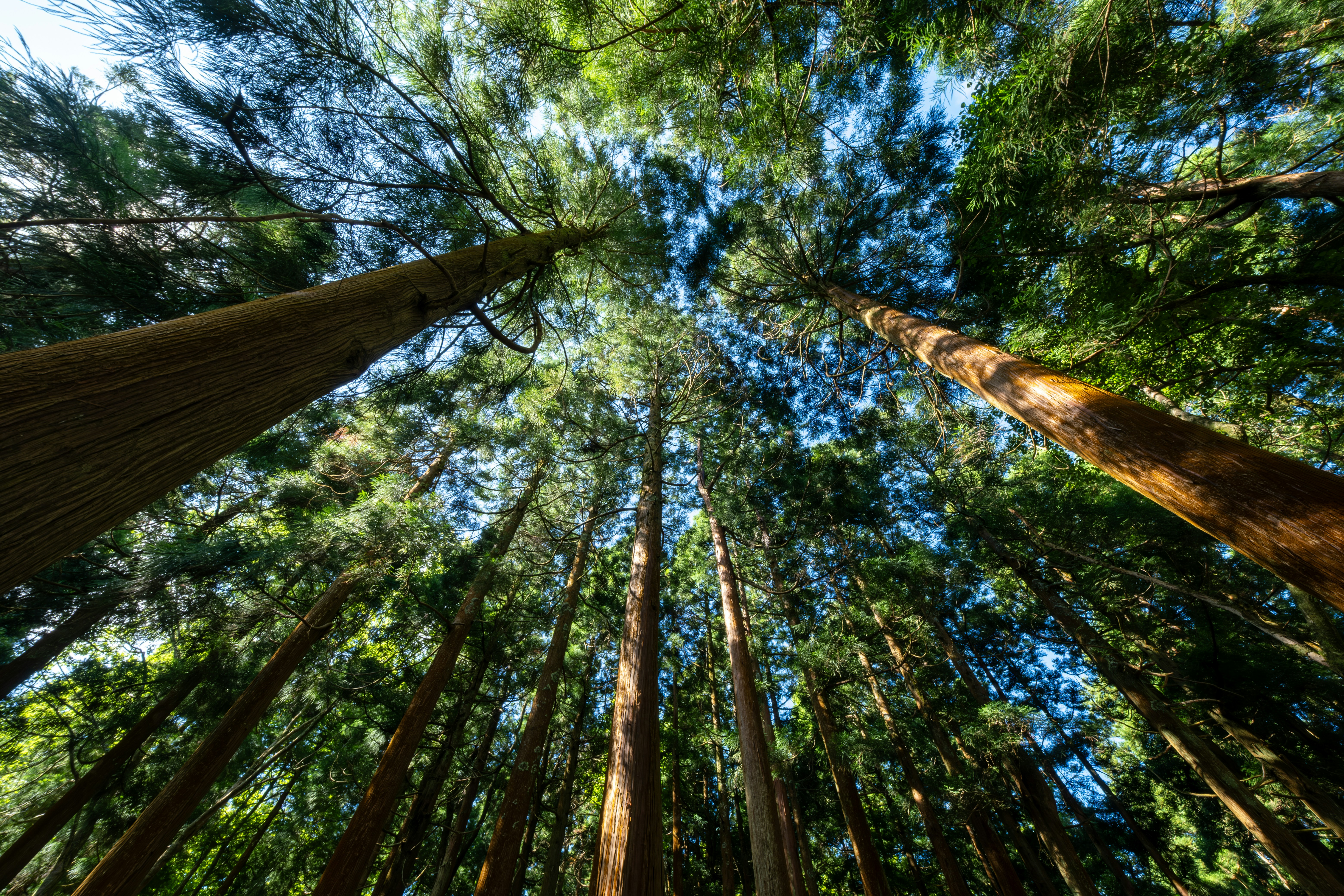 Photo by francesco_ungaro