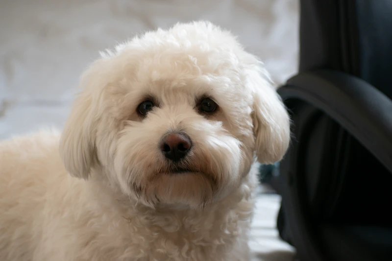 Best Pet-Friendly Hotels and Stays in Bogota for Travelers With Furry Companions