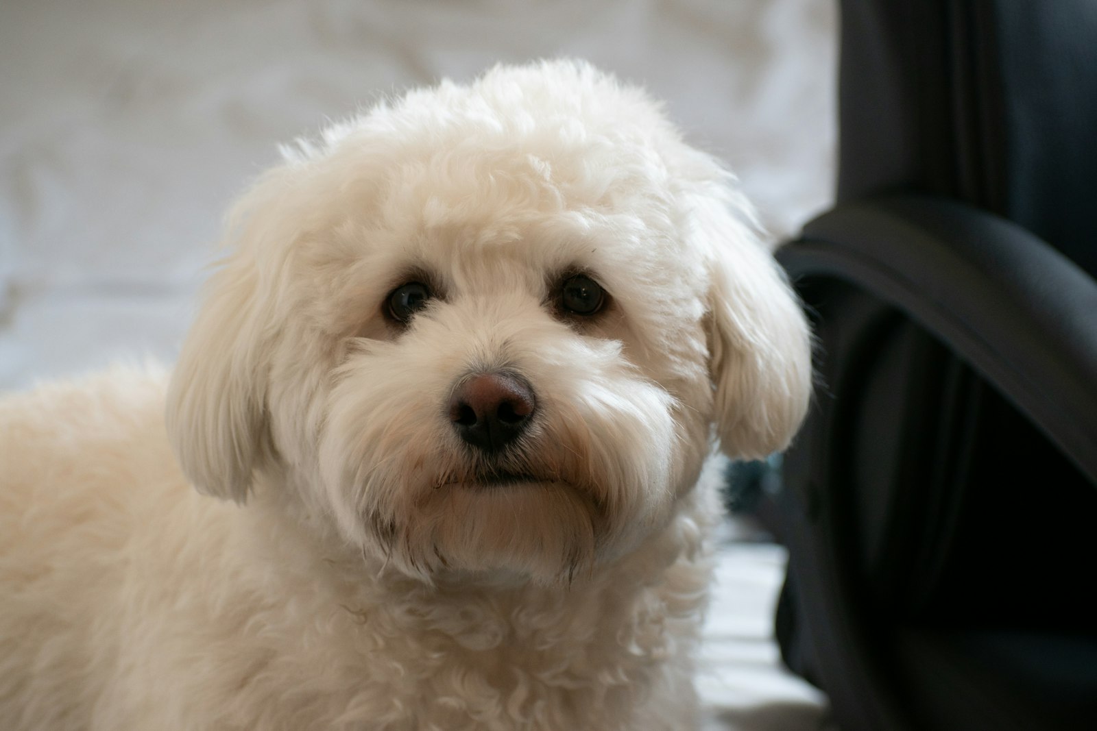 Spa Day at Home: Grooming a Bichon Frise Yourself